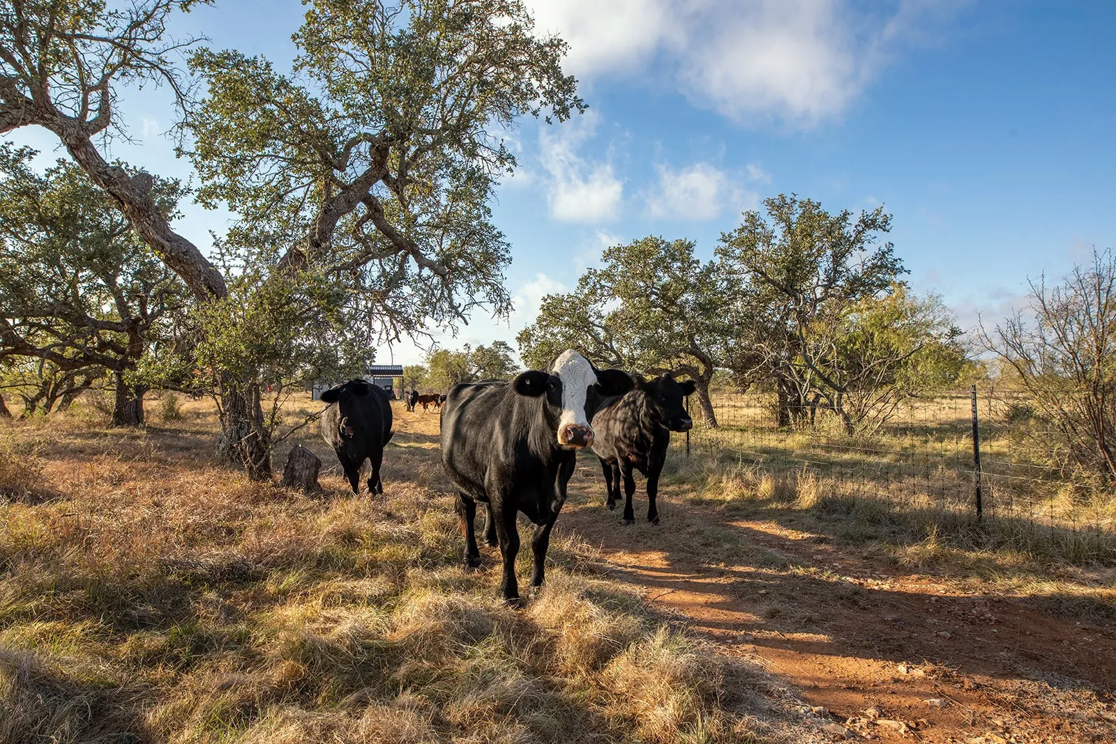 Single Family Residence For Sale in Mc Culloch County , 5550 S US Highway 87, Brady, Texas 76825, 3 Bedrooms, 2 Bathrooms, 2 Garage spaces, 2,835 Sqft, built in 2021, Preowned, Price $1,830,000, mls#21155871, Real Estate Agent in Brady, Homes For Sale in Mc Culloch county, Homes For Sale in Brady, Realtor in Brady Texas, Real Estate Brokerage Independent Realty Texas, Luminita Cordes Realtor