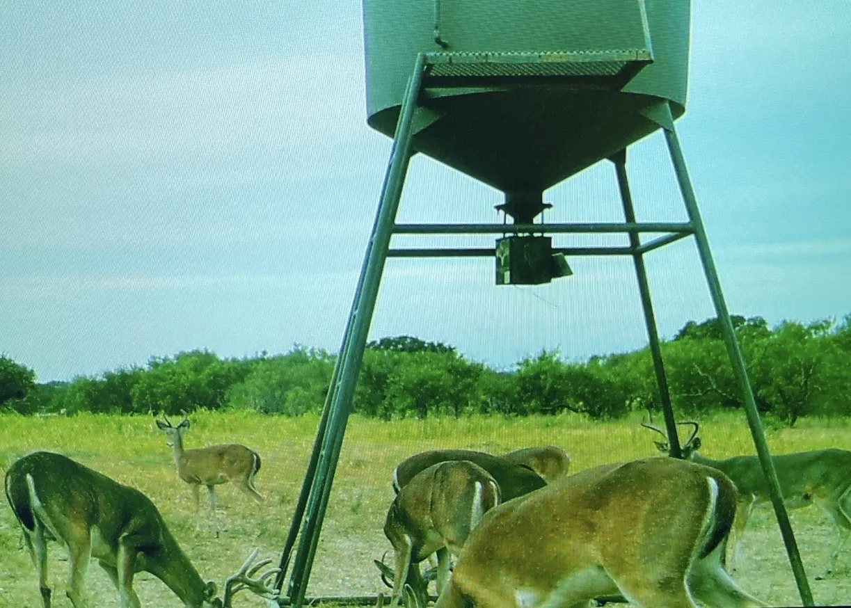2025 deer pic