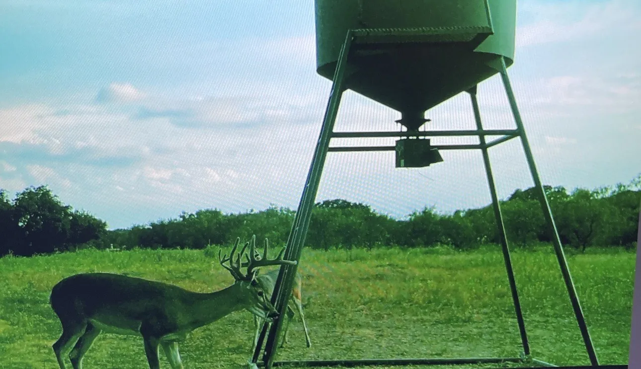2025 deer pic