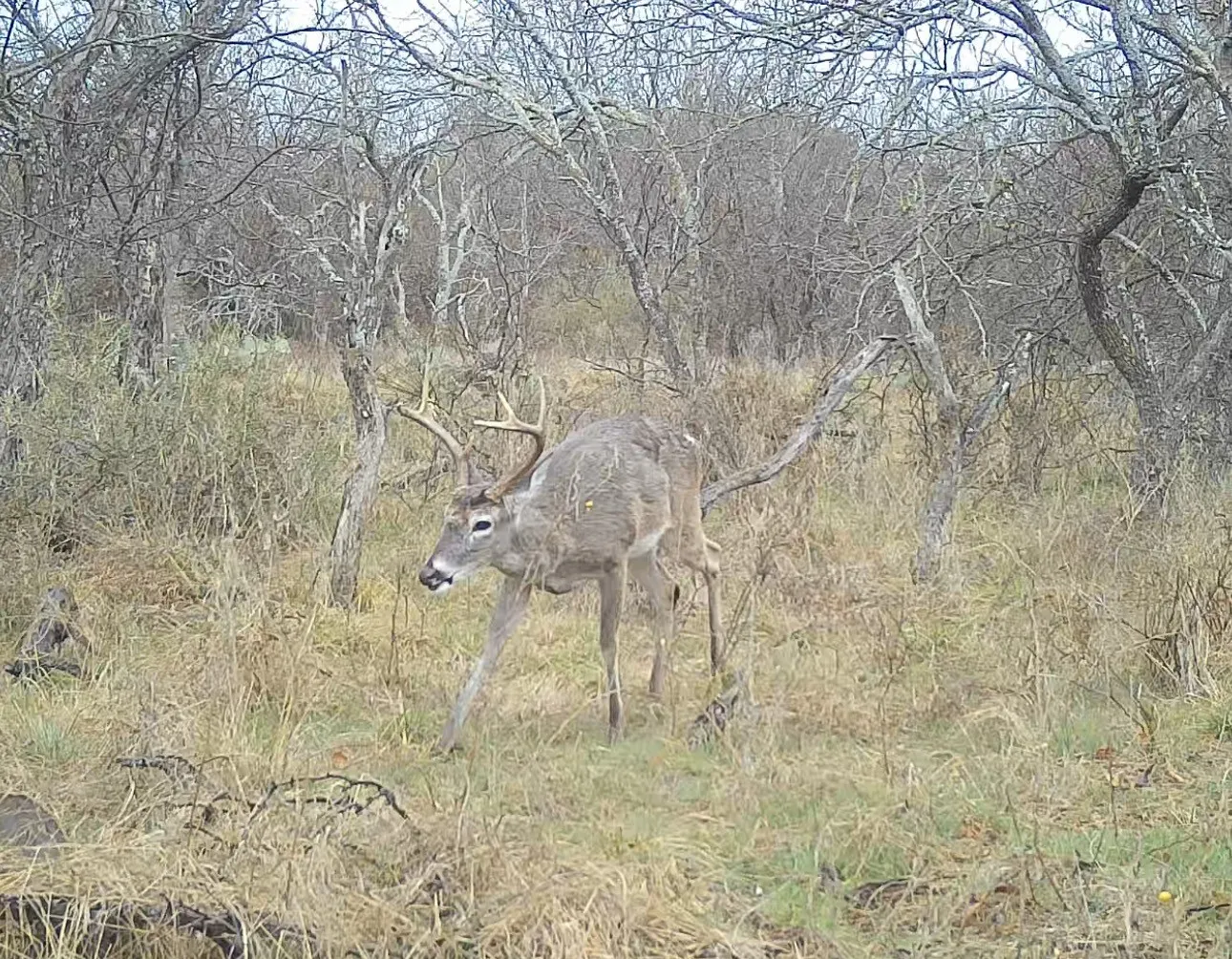 Jan 26 deer pic