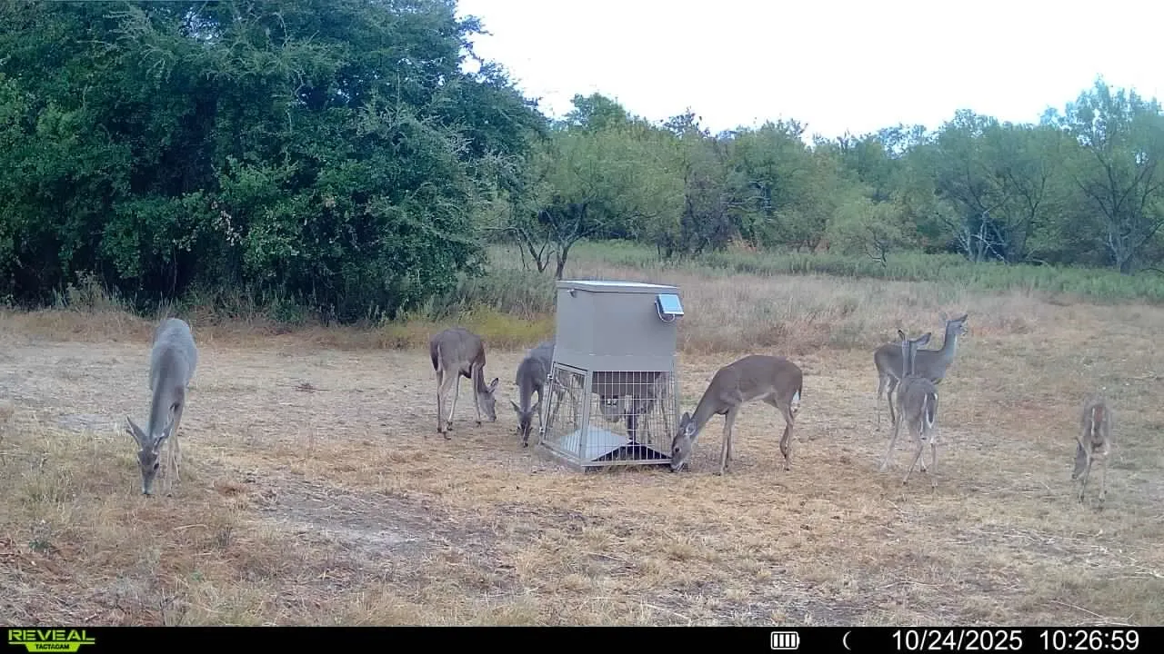 2025 Deer pic