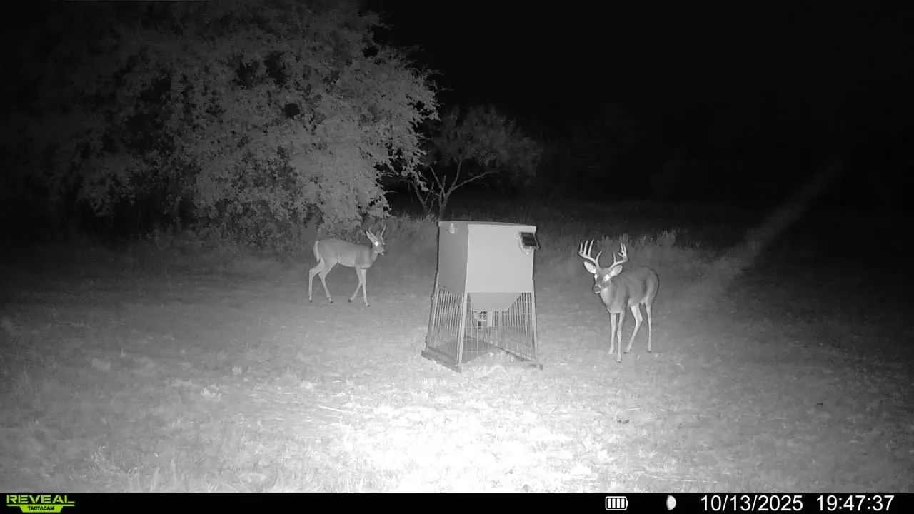 2025 Deer pic