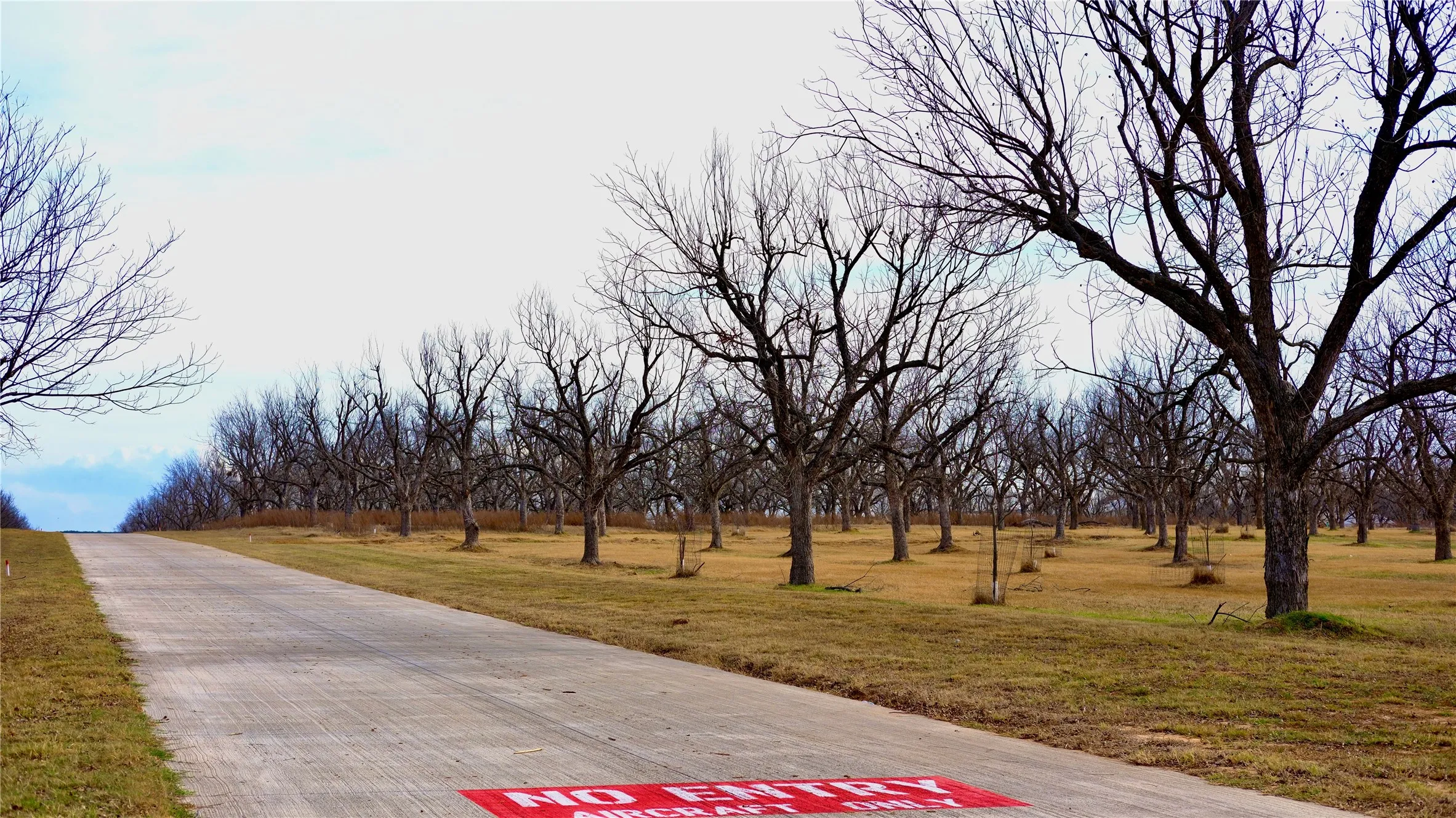 Neat rows of mature Pecan trees