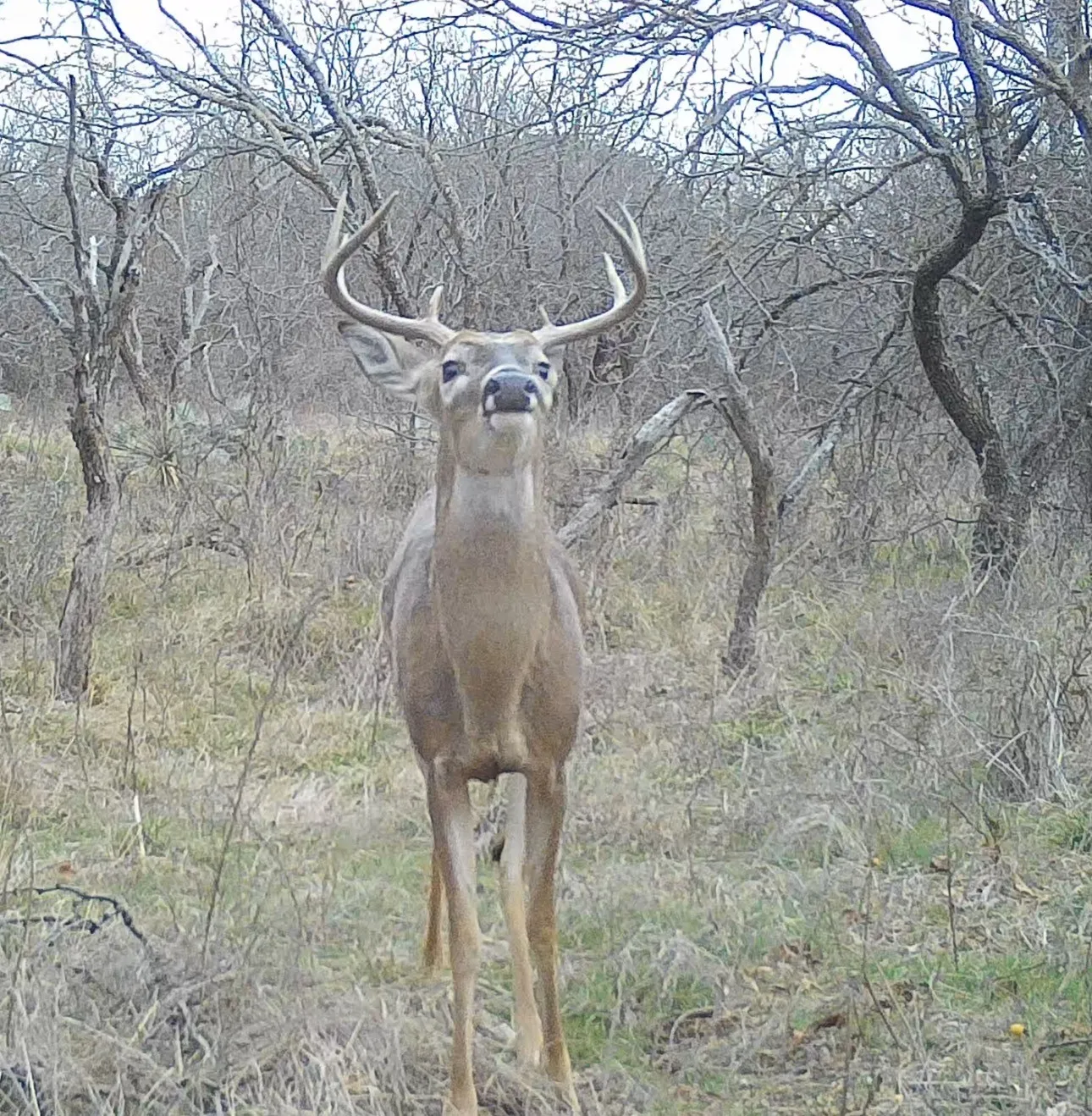 Ranch For Sale in Brown County , 14725 Highway 183 N, May, Texas 76857, 0, 0, Garage spaces, 0 Sqft, built in 2017, Price $1,481,555, mls#21156041, Real Estate Agent in May, Homes For Sale in Brown county, Homes For Sale in May, Realtor in May Texas, Real Estate Brokerage Independent Realty Texas, Luminita Cordes Realtor