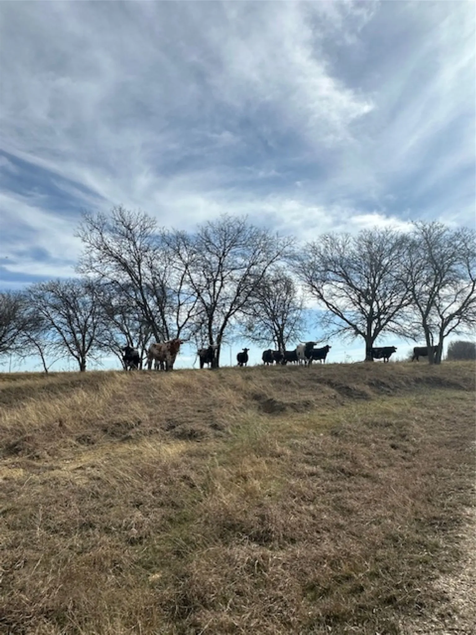 Ranch For Sale in Hill County , 363 County Road 4403, Grandview, Texas 76050, 0, 0, Garage spaces, 0 Sqft, built in 0, mls#21156743, Real Estate Agent in Grandview, Homes For Sale in Hill county, Homes For Sale in Grandview, Realtor in Grandview Texas, Real Estate Brokerage Independent Realty Texas, Luminita Cordes Realtor