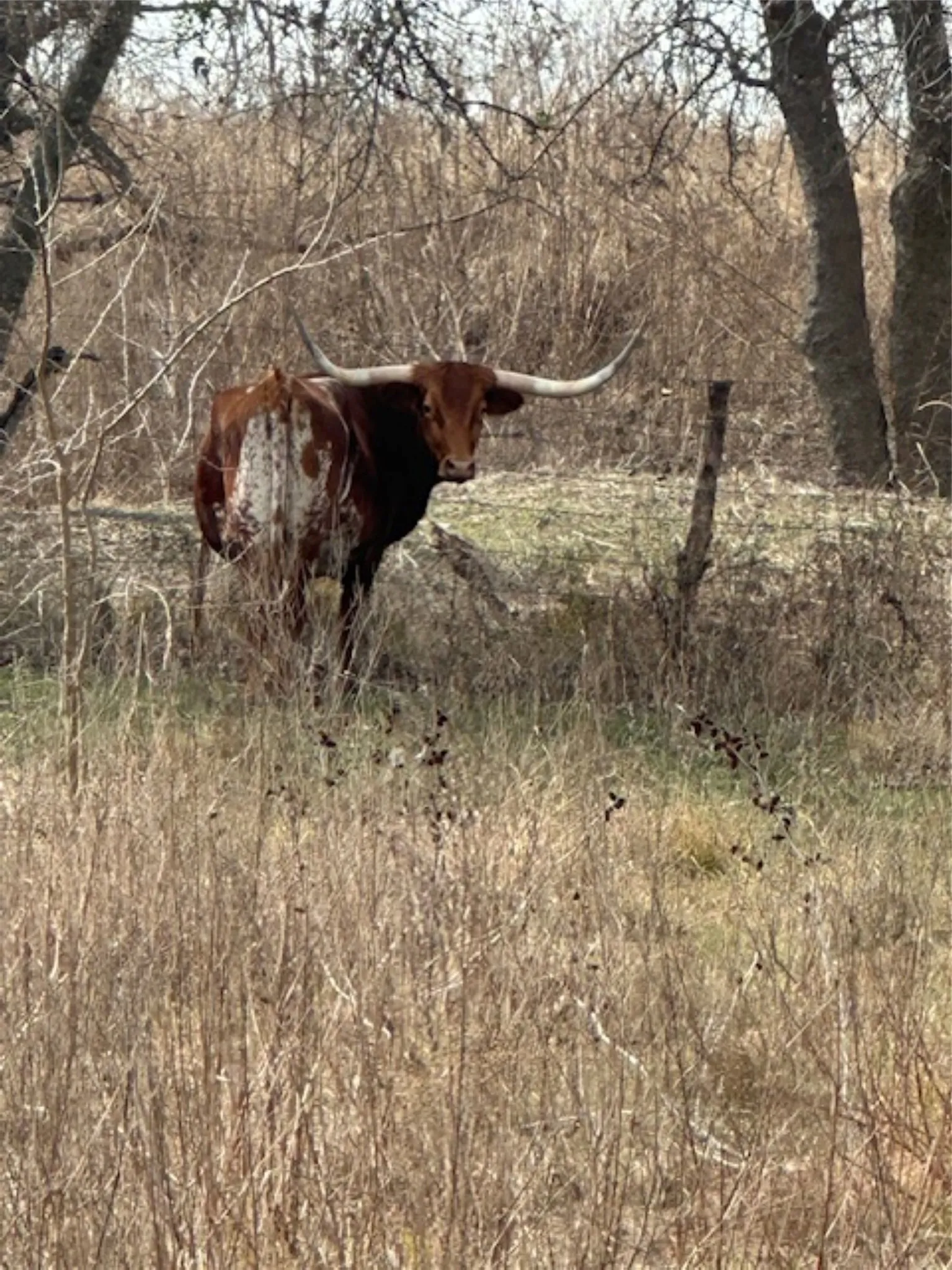 Ranch For Sale in Hill County , 363 County Road 4403, Grandview, Texas 76050, 0, 0, Garage spaces, 0 Sqft, built in 0, mls#21156743, Real Estate Agent in Grandview, Homes For Sale in Hill county, Homes For Sale in Grandview, Realtor in Grandview Texas, Real Estate Brokerage Independent Realty Texas, Luminita Cordes Realtor