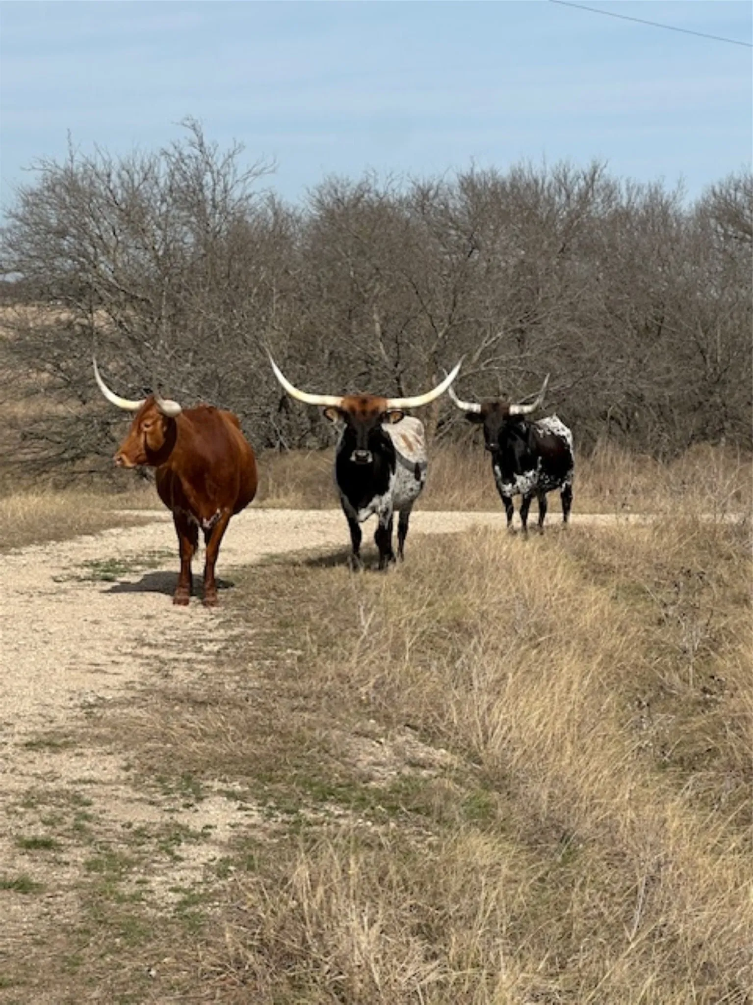 Ranch For Sale in Hill County , 363 County Road 4403, Grandview, Texas 76050, 0, 0, Garage spaces, 0 Sqft, built in 0, mls#21156743, Real Estate Agent in Grandview, Homes For Sale in Hill county, Homes For Sale in Grandview, Realtor in Grandview Texas, Real Estate Brokerage Independent Realty Texas, Luminita Cordes Realtor