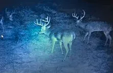 Ranch For Sale in Bell County , 4480 Cen Tex Loop, Temple, Texas 76501, 0, 0, Garage spaces, 0 Sqft, built in 0, Price $500,000, mls#21155275, Real Estate Agent in Temple, Homes For Sale in Bell county, Homes For Sale in Temple, Realtor in Temple Texas, Real Estate Brokerage Independent Realty Texas, Luminita Cordes Realtor
