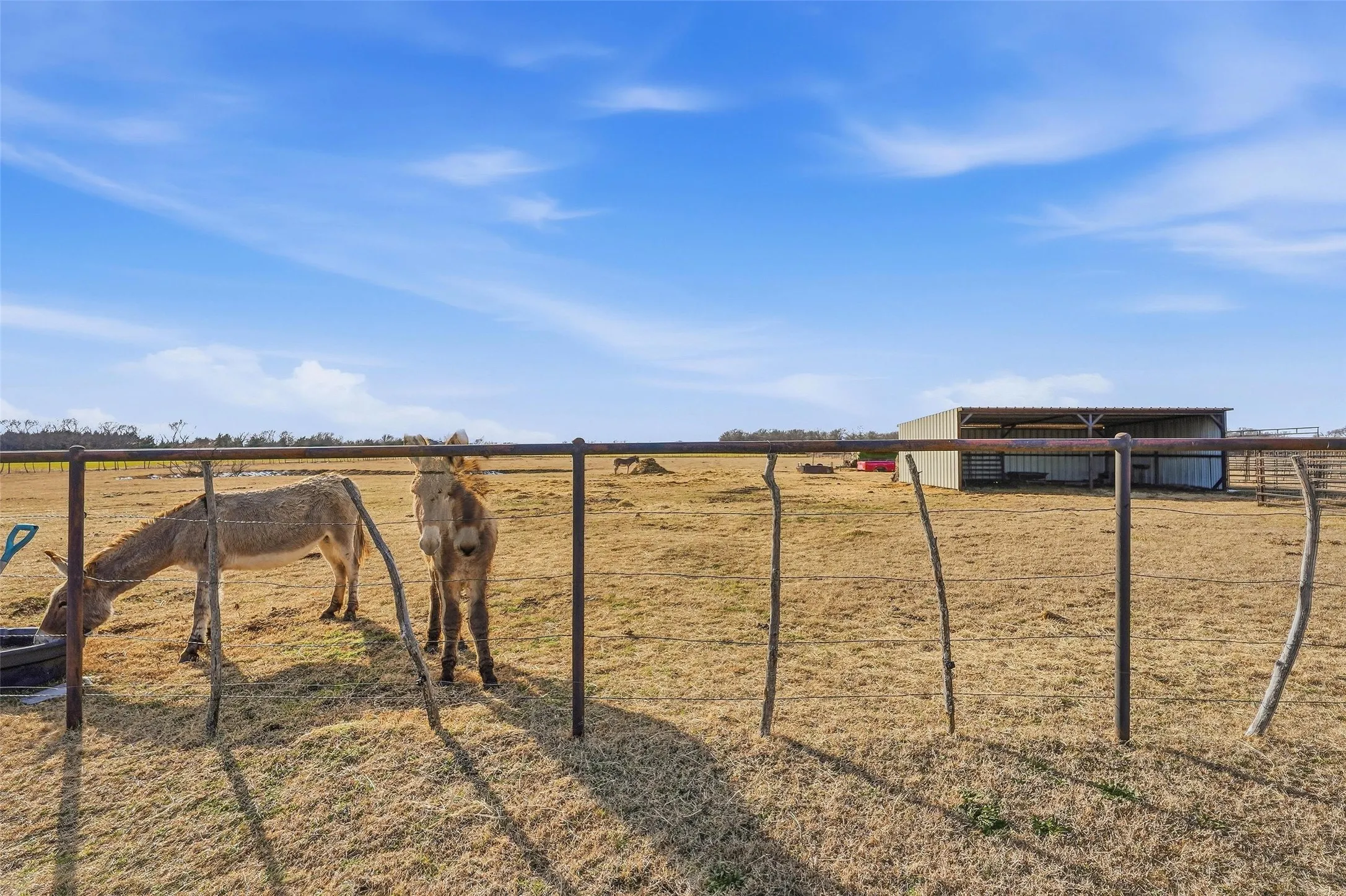 The livestock are relocating but both loafing sheds remain.