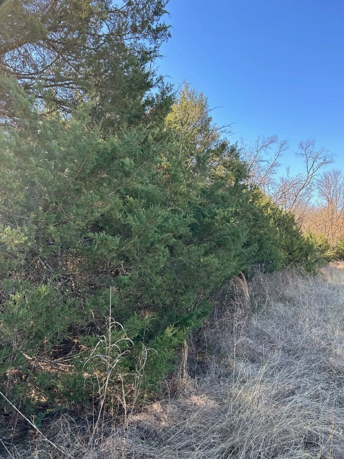 Unimproved Land For Sale in Grayson County , TBD Flanary, Sherman, Texas 75092, 0, 0, Garage spaces, 0 Sqft, built in 0, Price $1,398,000, mls#21157463, Real Estate Agent in Sherman, Homes For Sale in Grayson county, Homes For Sale in Sherman, Realtor in Sherman Texas, Real Estate Brokerage Independent Realty Texas, Luminita Cordes Realtor
