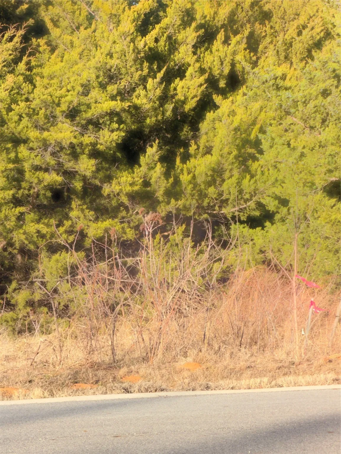 Pink Streamers on east side of lot