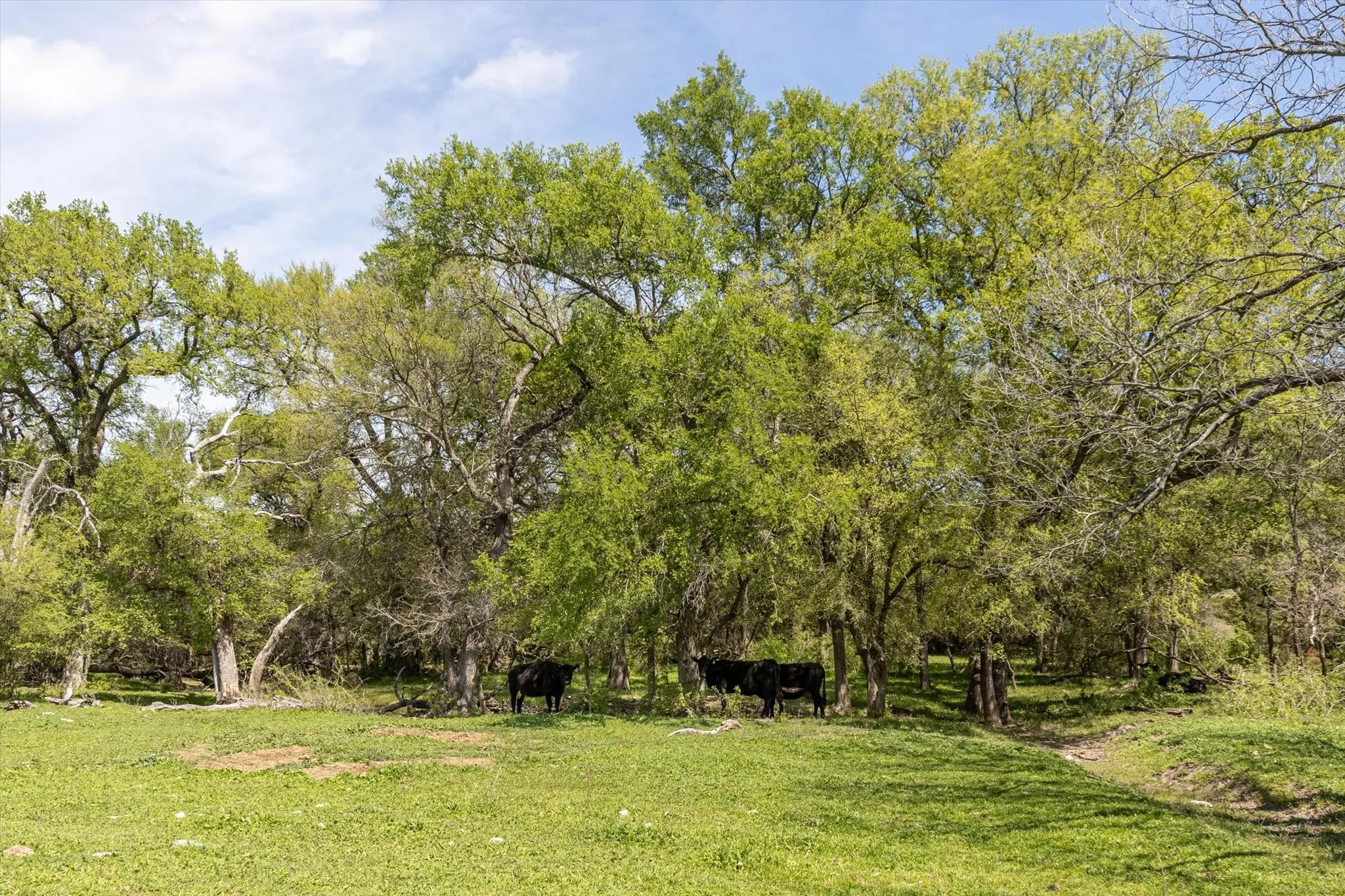 Single Family Residence For Sale in Erath County , 9885 County Road 270, Hico, Texas 76457, 3 Bedrooms, 2 Bathrooms, Garage spaces, 1,390 Sqft, built in 1986, Preowned, Price $825,000, mls#21157923, Real Estate Agent in Hico, Homes For Sale in Erath county, Homes For Sale in Hico, Realtor in Hico Texas, Real Estate Brokerage Independent Realty Texas, Luminita Cordes Realtor