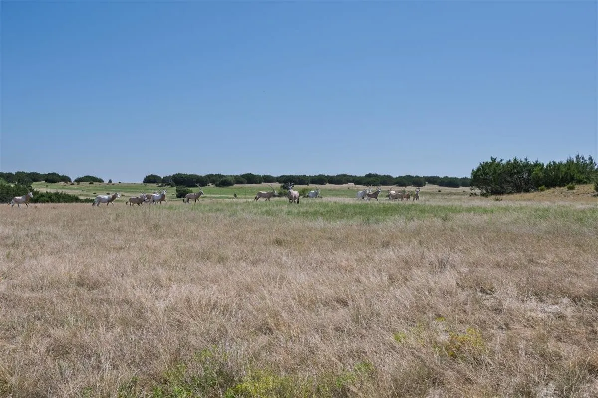Unimproved Land For Sale in Burnet County , Tract 1 County Road 208, Lampasas, Texas 76550, 0, 0, Garage spaces, 0 Sqft, built in 0, Price $1,363,000, mls#21155682, Real Estate Agent in Lampasas, Homes For Sale in Burnet county, Homes For Sale in Lampasas, Realtor in Lampasas Texas, Real Estate Brokerage Independent Realty Texas, Luminita Cordes Realtor