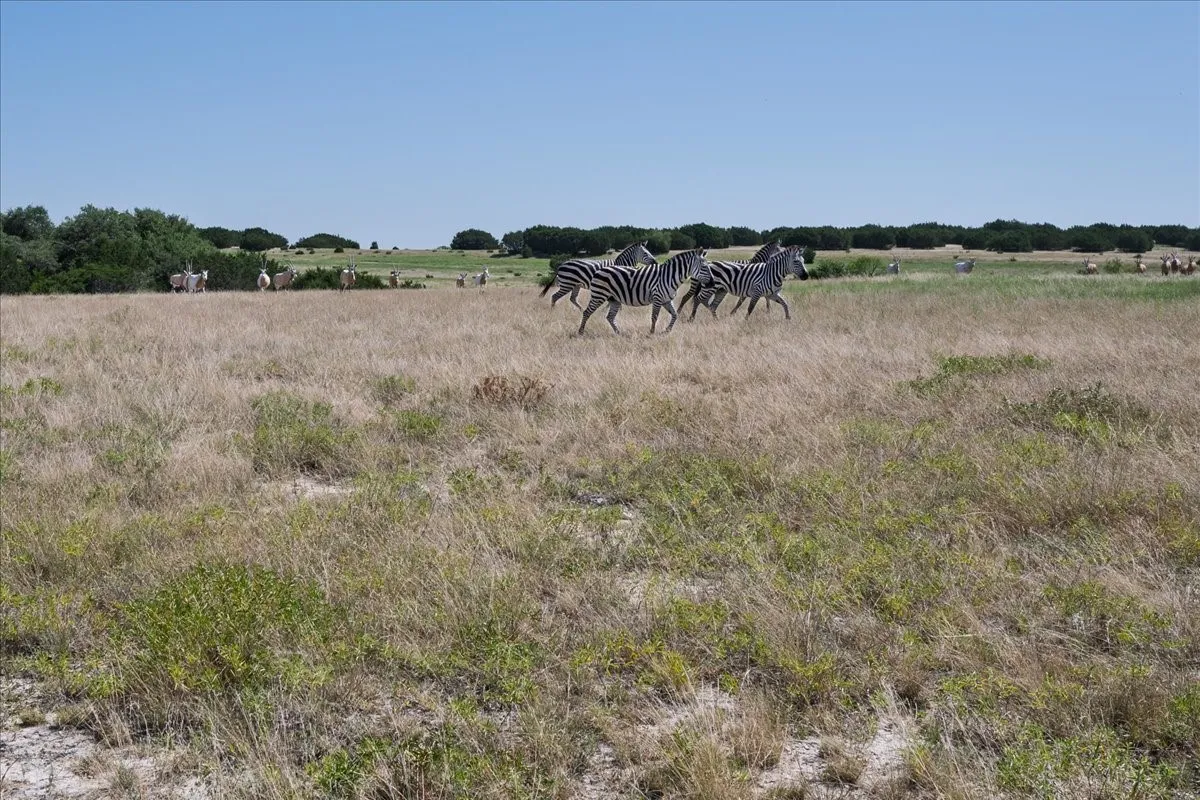 Unimproved Land For Sale in Burnet County , Tract 1 County Road 208, Lampasas, Texas 76550, 0, 0, Garage spaces, 0 Sqft, built in 0, Price $1,363,000, mls#21155682, Real Estate Agent in Lampasas, Homes For Sale in Burnet county, Homes For Sale in Lampasas, Realtor in Lampasas Texas, Real Estate Brokerage Independent Realty Texas, Luminita Cordes Realtor