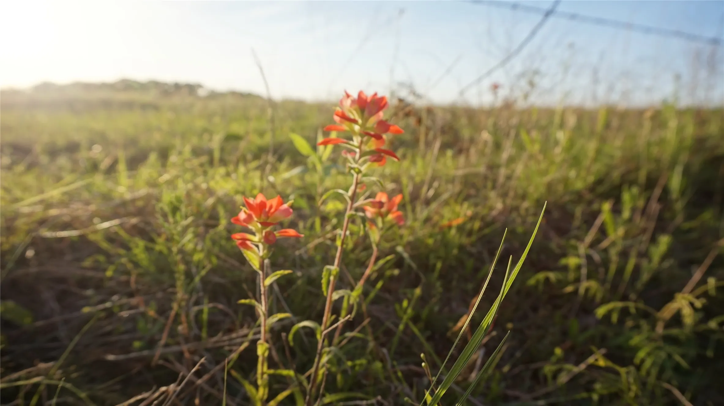 Unimproved Land For Sale in Grayson County , TBD Lot 2 Adams Road, Sherman, Texas 75090, 0, 0, Garage spaces, 0 Sqft, built in 0, mls#21158205, Real Estate Agent in Sherman, Homes For Sale in Grayson county, Homes For Sale in Sherman, Realtor in Sherman Texas, Real Estate Brokerage Independent Realty Texas, Luminita Cordes Realtor