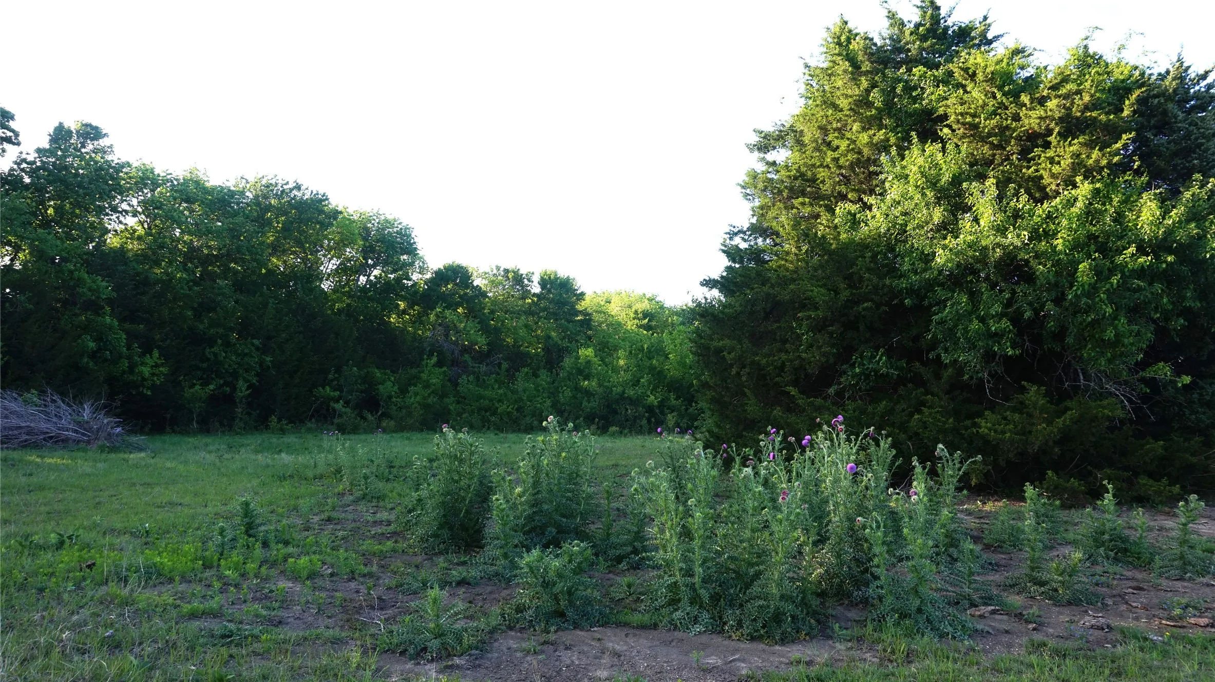Unimproved Land For Sale in Grayson County , TBD Lot 2 Adams Road, Sherman, Texas 75090, 0, 0, Garage spaces, 0 Sqft, built in 0, mls#21158205, Real Estate Agent in Sherman, Homes For Sale in Grayson county, Homes For Sale in Sherman, Realtor in Sherman Texas, Real Estate Brokerage Independent Realty Texas, Luminita Cordes Realtor