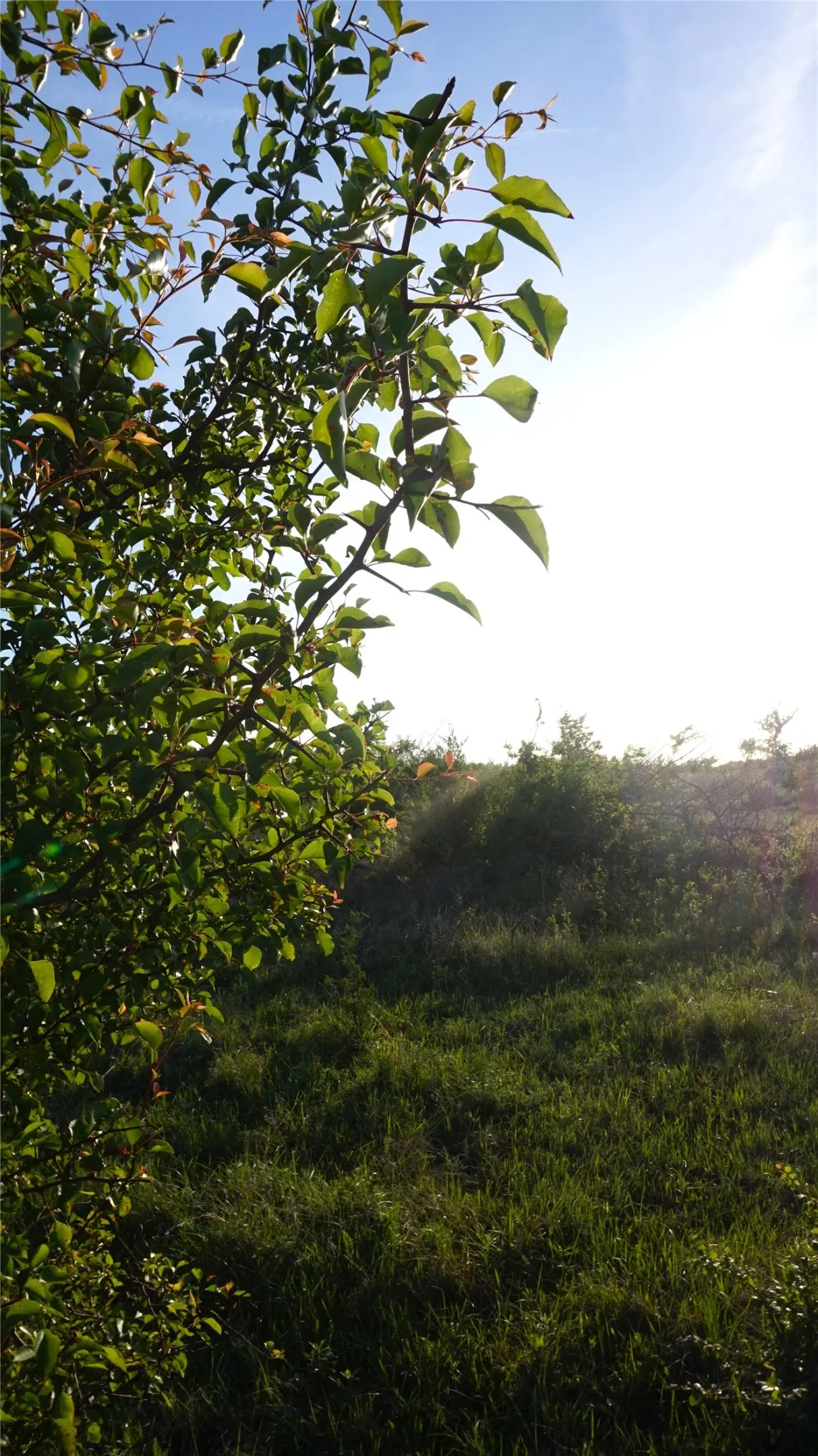 Unimproved Land For Sale in Grayson County , TBD Lot 3 Adams Road, Sherman, Texas 75090, 0, 0, Garage spaces, 0 Sqft, built in 0, mls#21158219, Real Estate Agent in Sherman, Homes For Sale in Grayson county, Homes For Sale in Sherman, Realtor in Sherman Texas, Real Estate Brokerage Independent Realty Texas, Luminita Cordes Realtor