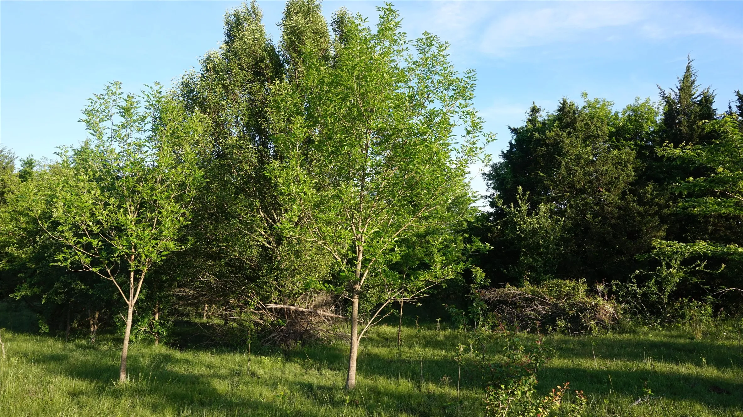 Unimproved Land For Sale in Grayson County , TBD Lot 3 Adams Road, Sherman, Texas 75090, 0, 0, Garage spaces, 0 Sqft, built in 0, mls#21158219, Real Estate Agent in Sherman, Homes For Sale in Grayson county, Homes For Sale in Sherman, Realtor in Sherman Texas, Real Estate Brokerage Independent Realty Texas, Luminita Cordes Realtor
