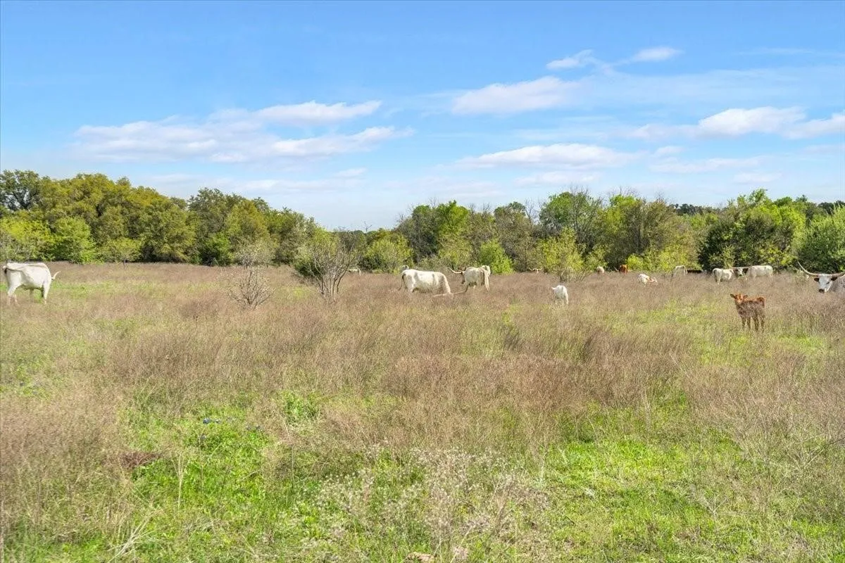 Unimproved Land For Sale in Mc Lennan County , TBD 252 Acres Dan Morgan Road, China Spring, Texas 76633, 0, 0, Garage spaces, 0 Sqft, built in 0, Price $2,457,000, mls#21156162, Real Estate Agent in China Spring, Homes For Sale in Mc Lennan county, Homes For Sale in China Spring, Realtor in China Spring Texas, Real Estate Brokerage Independent Realty Texas, Luminita Cordes Realtor