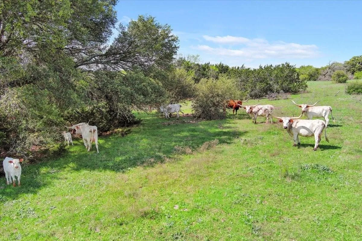 Unimproved Land For Sale in Mc Lennan County , TBD 252 Acres Dan Morgan Road, China Spring, Texas 76633, 0, 0, Garage spaces, 0 Sqft, built in 0, Price $2,457,000, mls#21156162, Real Estate Agent in China Spring, Homes For Sale in Mc Lennan county, Homes For Sale in China Spring, Realtor in China Spring Texas, Real Estate Brokerage Independent Realty Texas, Luminita Cordes Realtor