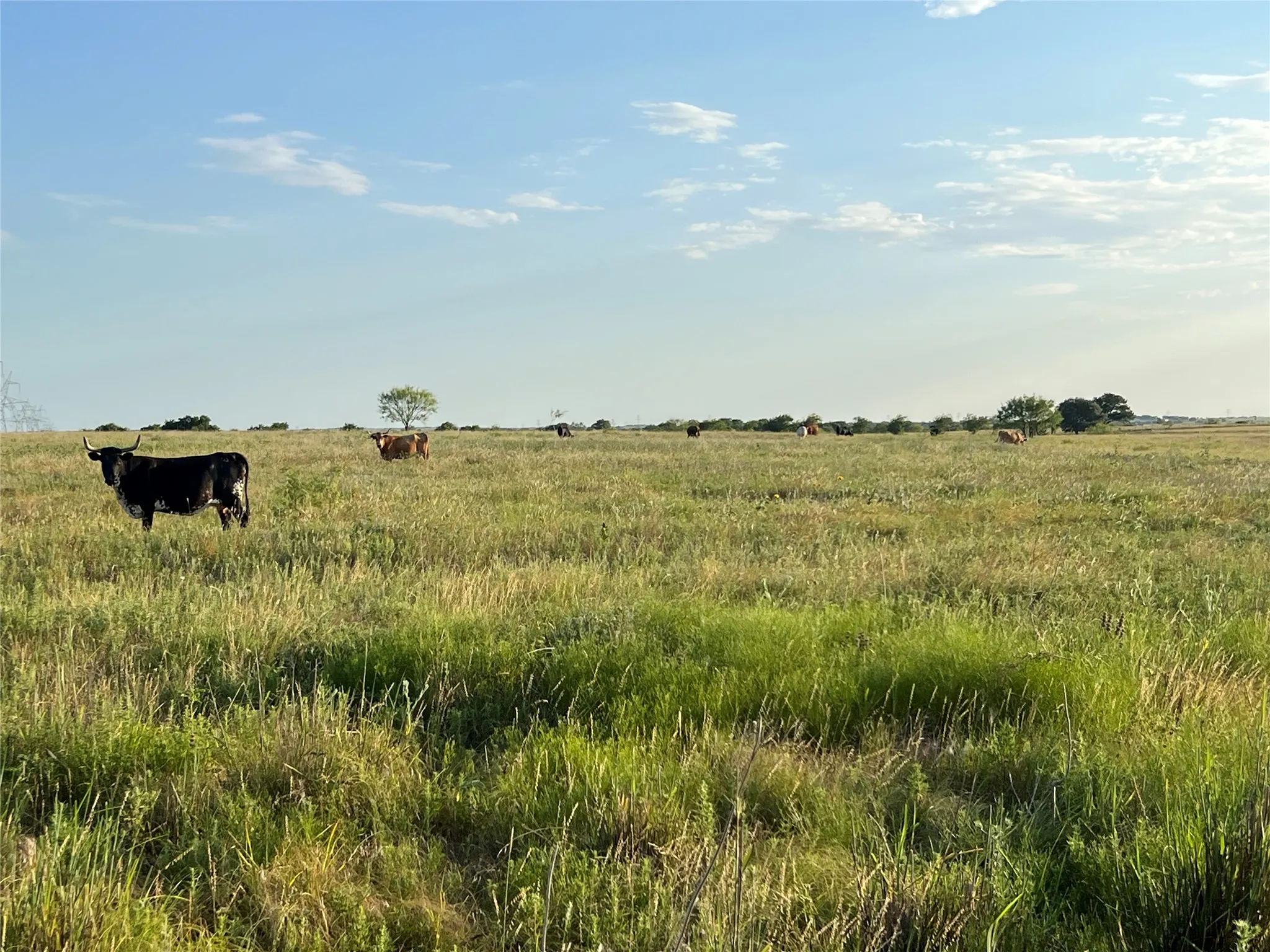 Ranch For Sale in Johnson County , 4748 COUNTY RD 1010, Joshua, Texas 76044, 0, 0, Garage spaces, 0 Sqft, built in 0, mls#21158901, Real Estate Agent in Joshua, Homes For Sale in Johnson county, Homes For Sale in Joshua, Realtor in Joshua Texas, Real Estate Brokerage Independent Realty Texas, Luminita Cordes Realtor