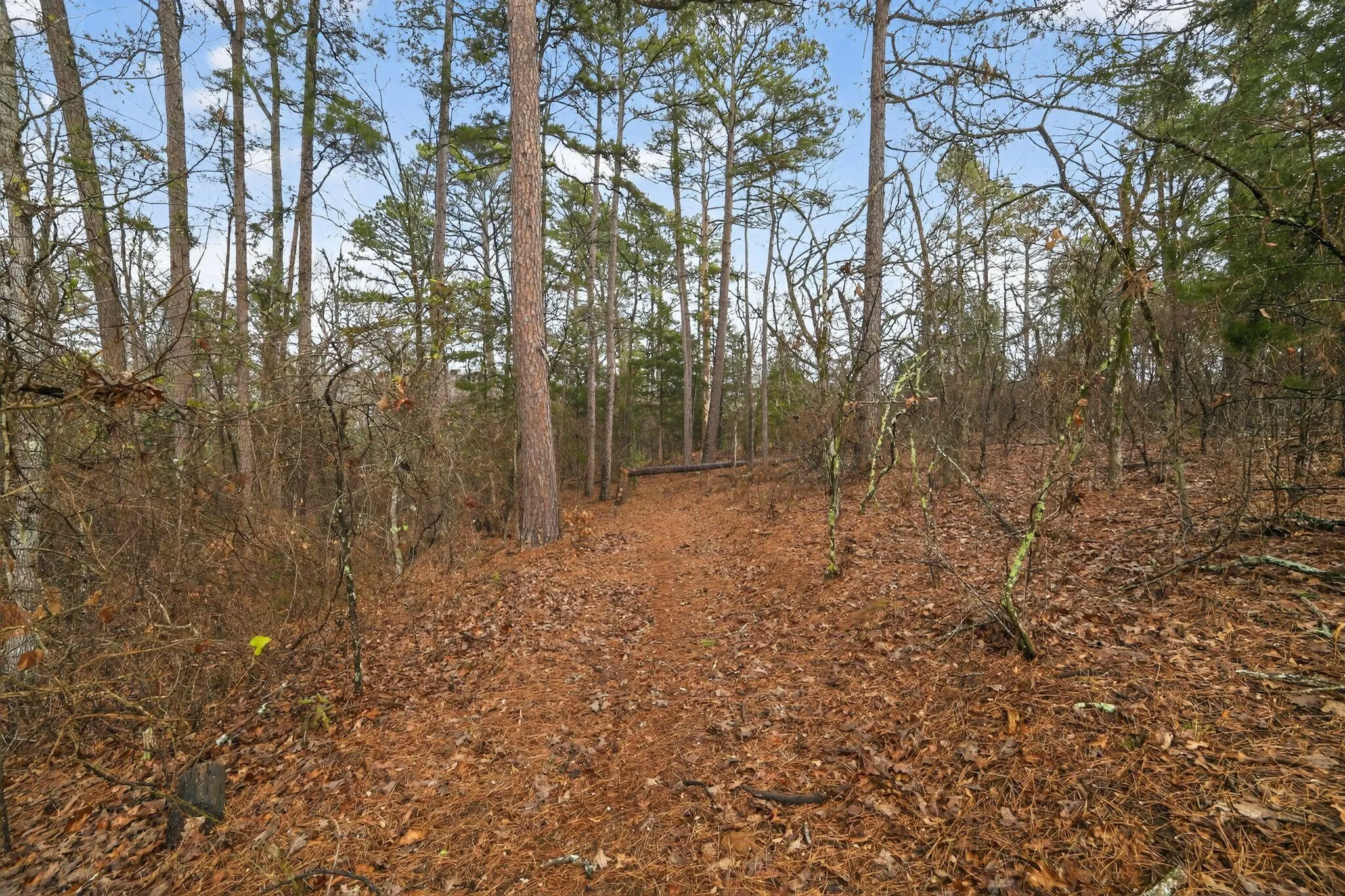 Unimproved Land For Sale in Wood County , 868 County Road 2920, Alba, Texas 75410, 0, 0, Garage spaces, 0 Sqft, built in 0, Price $99,000, mls#21159109, Real Estate Agent in Alba, Homes For Sale in Wood county, Homes For Sale in Alba, Realtor in Alba Texas, Real Estate Brokerage Independent Realty Texas, Luminita Cordes Realtor