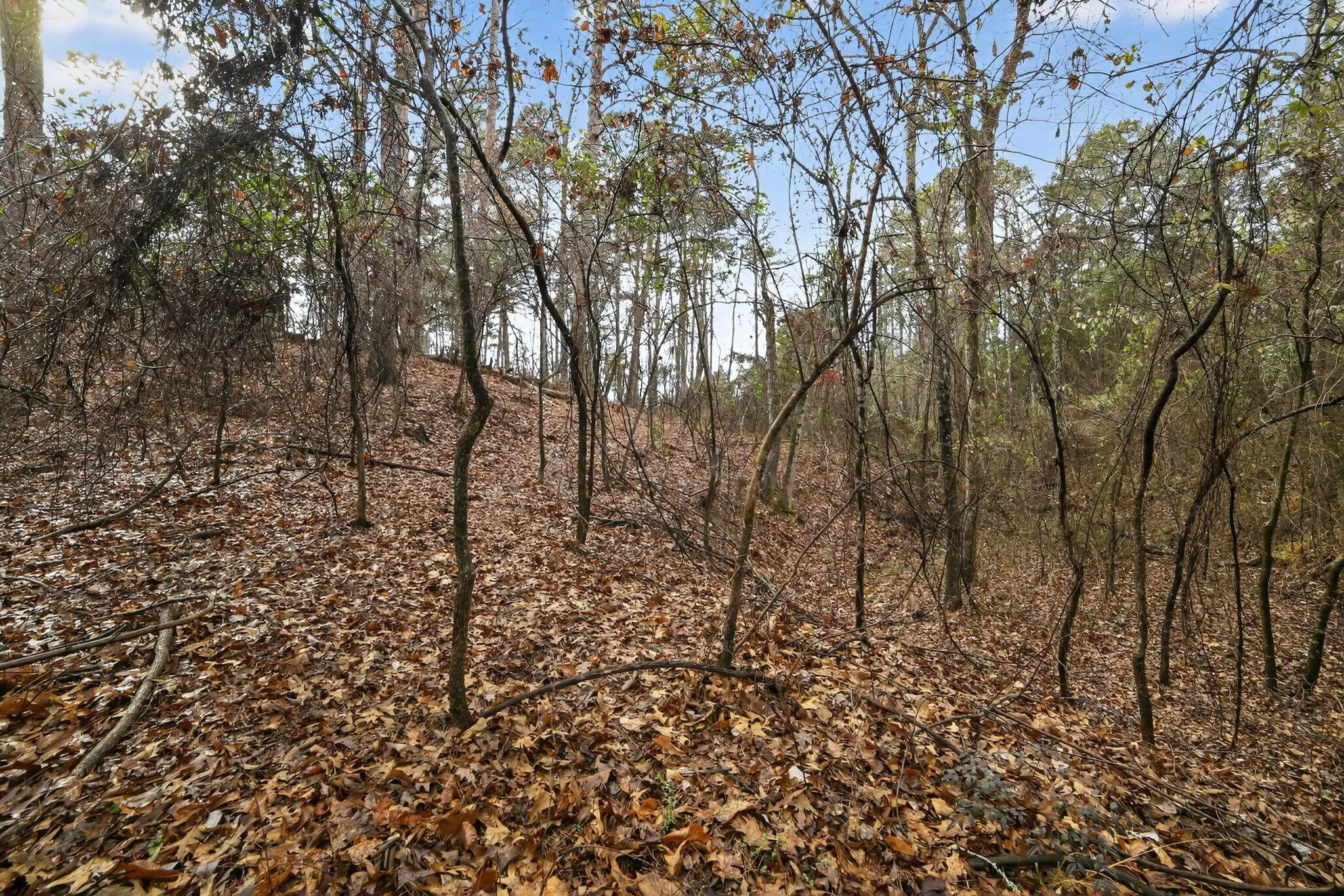 Unimproved Land For Sale in Wood County , 868 County Road 2920, Alba, Texas 75410, 0, 0, Garage spaces, 0 Sqft, built in 0, Price $99,000, mls#21159109, Real Estate Agent in Alba, Homes For Sale in Wood county, Homes For Sale in Alba, Realtor in Alba Texas, Real Estate Brokerage Independent Realty Texas, Luminita Cordes Realtor