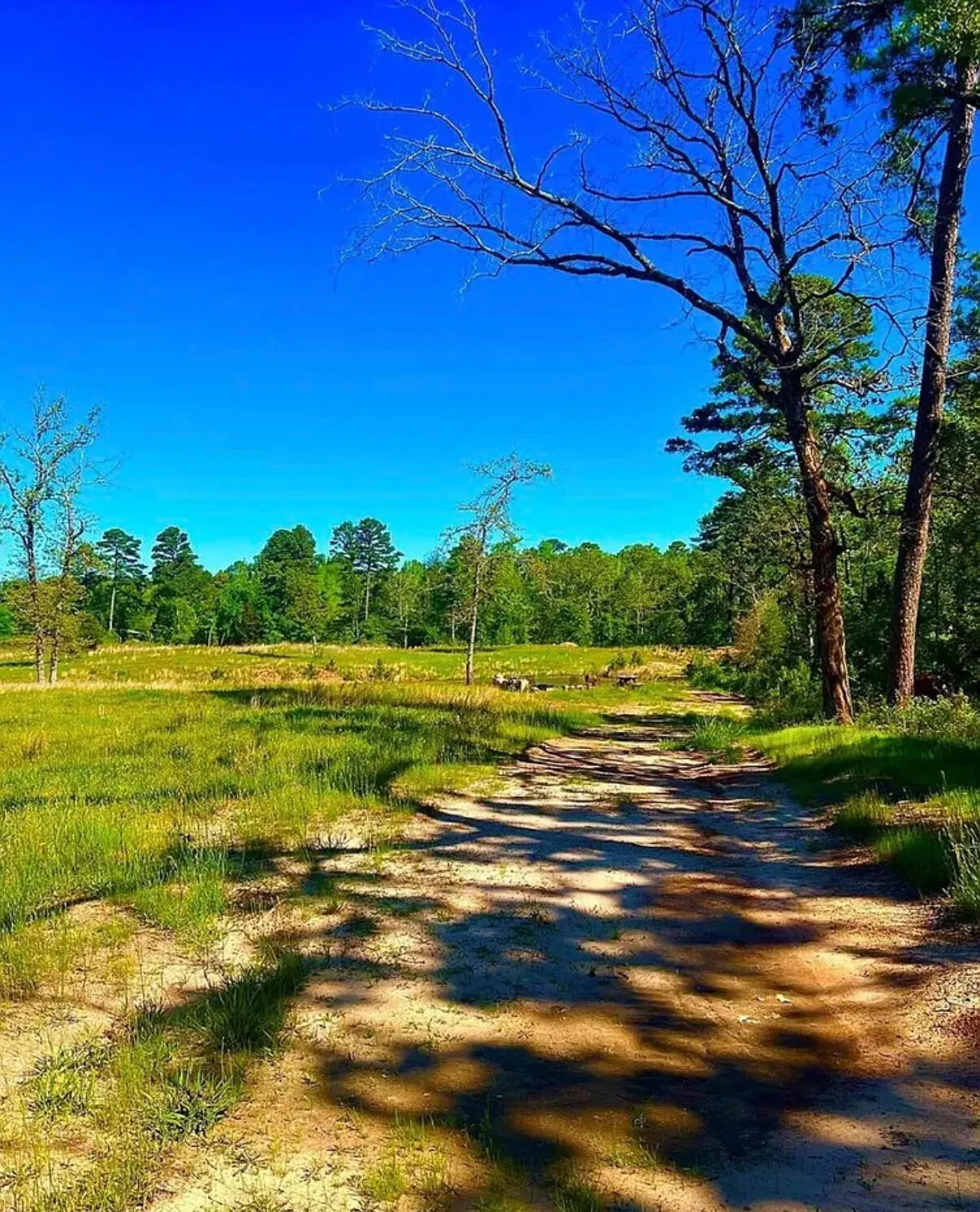 Unimproved Land For Sale in Wood County , 868 County Road 2920, Alba, Texas 75410, 0, 0, Garage spaces, 0 Sqft, built in 0, Price $99,000, mls#21159109, Real Estate Agent in Alba, Homes For Sale in Wood county, Homes For Sale in Alba, Realtor in Alba Texas, Real Estate Brokerage Independent Realty Texas, Luminita Cordes Realtor