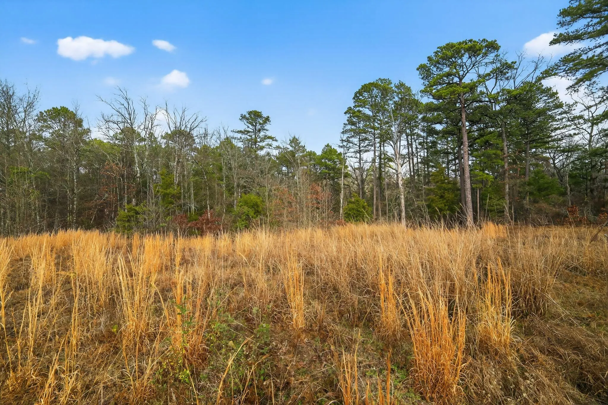 Unimproved Land For Sale in Wood County , 868 County Road 2920, Alba, Texas 75410, 0, 0, Garage spaces, 0 Sqft, built in 0, Price $99,000, mls#21159109, Real Estate Agent in Alba, Homes For Sale in Wood county, Homes For Sale in Alba, Realtor in Alba Texas, Real Estate Brokerage Independent Realty Texas, Luminita Cordes Realtor