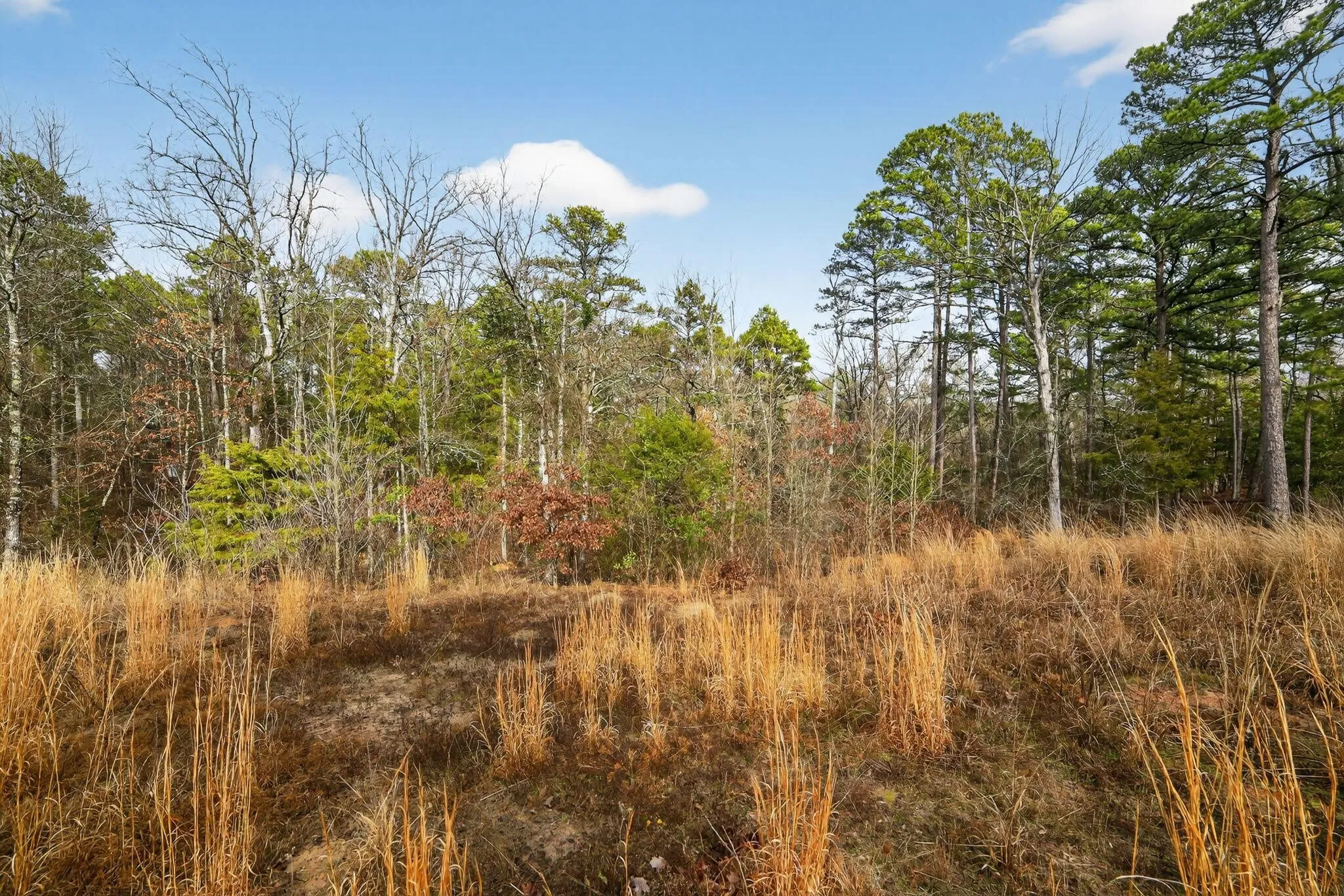 Unimproved Land For Sale in Wood County , 868 County Road 2920, Alba, Texas 75410, 0, 0, Garage spaces, 0 Sqft, built in 0, Price $99,000, mls#21159109, Real Estate Agent in Alba, Homes For Sale in Wood county, Homes For Sale in Alba, Realtor in Alba Texas, Real Estate Brokerage Independent Realty Texas, Luminita Cordes Realtor