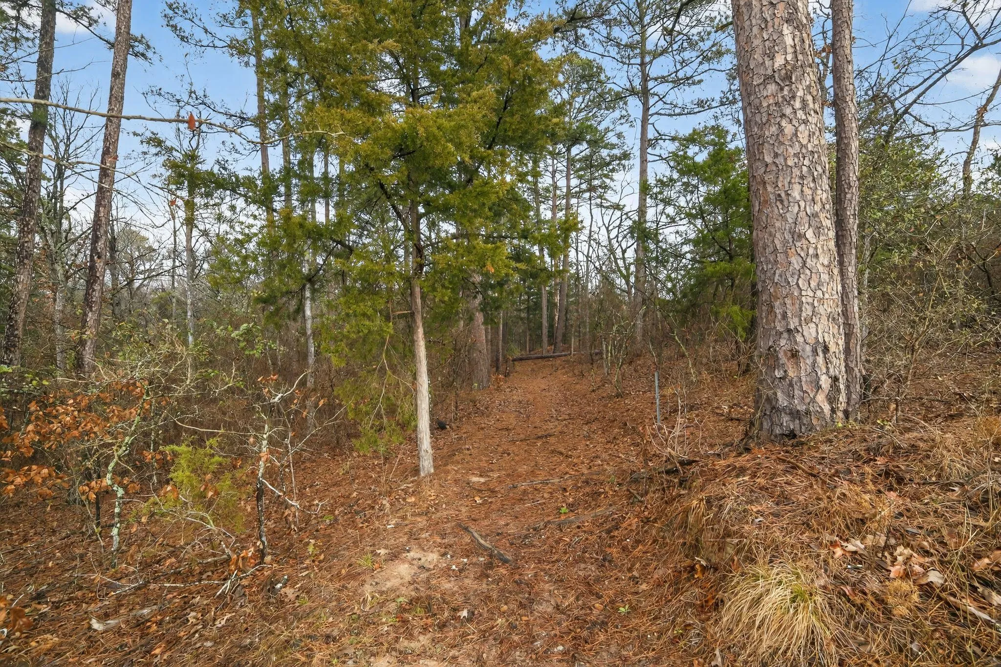 Unimproved Land For Sale in Wood County , 868 County Road 2920, Alba, Texas 75410, 0, 0, Garage spaces, 0 Sqft, built in 0, Price $99,000, mls#21159109, Real Estate Agent in Alba, Homes For Sale in Wood county, Homes For Sale in Alba, Realtor in Alba Texas, Real Estate Brokerage Independent Realty Texas, Luminita Cordes Realtor
