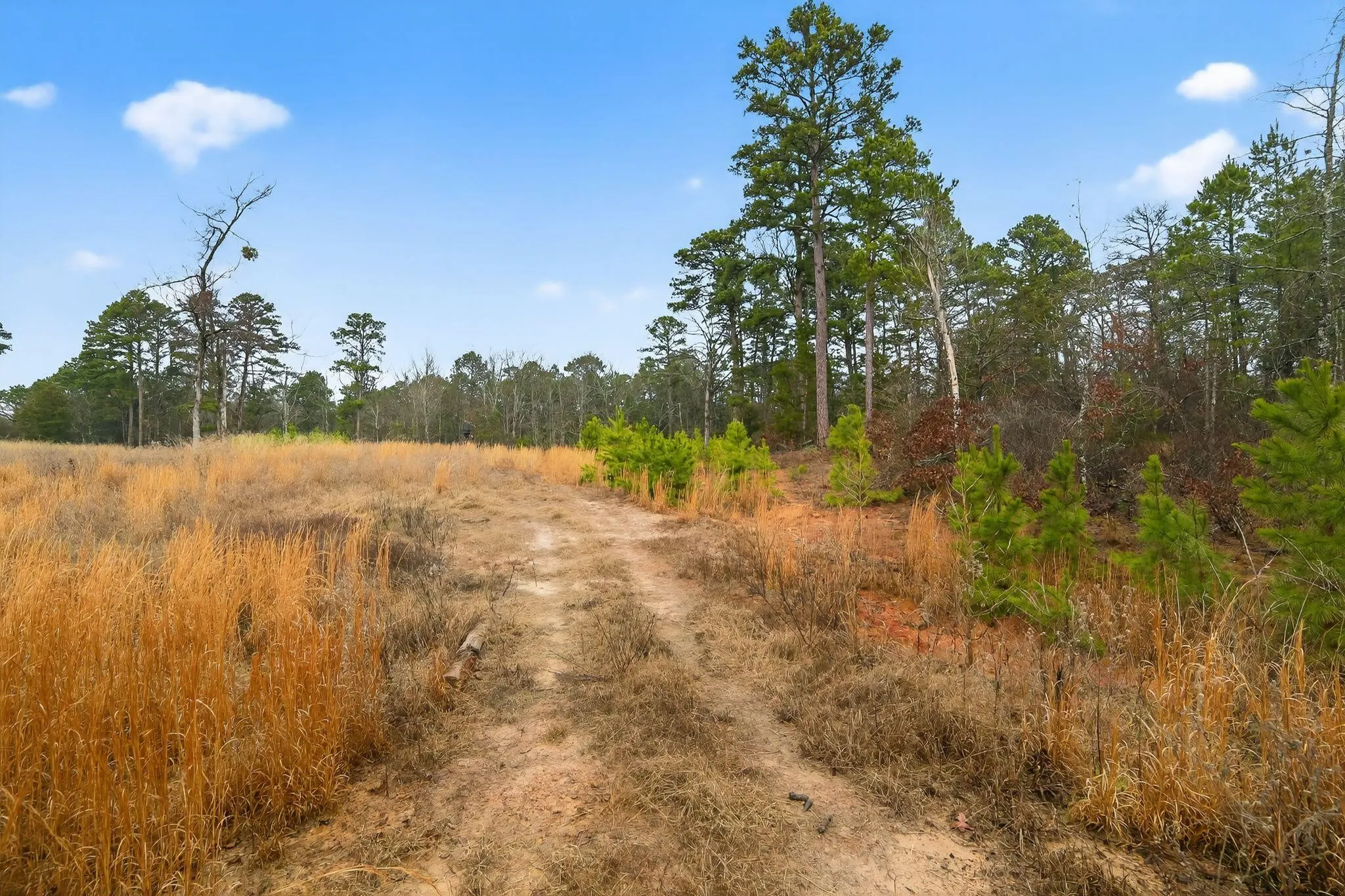 Unimproved Land For Sale in Wood County , 868 County Road 2920, Alba, Texas 75410, 0, 0, Garage spaces, 0 Sqft, built in 0, Price $99,000, mls#21159109, Real Estate Agent in Alba, Homes For Sale in Wood county, Homes For Sale in Alba, Realtor in Alba Texas, Real Estate Brokerage Independent Realty Texas, Luminita Cordes Realtor