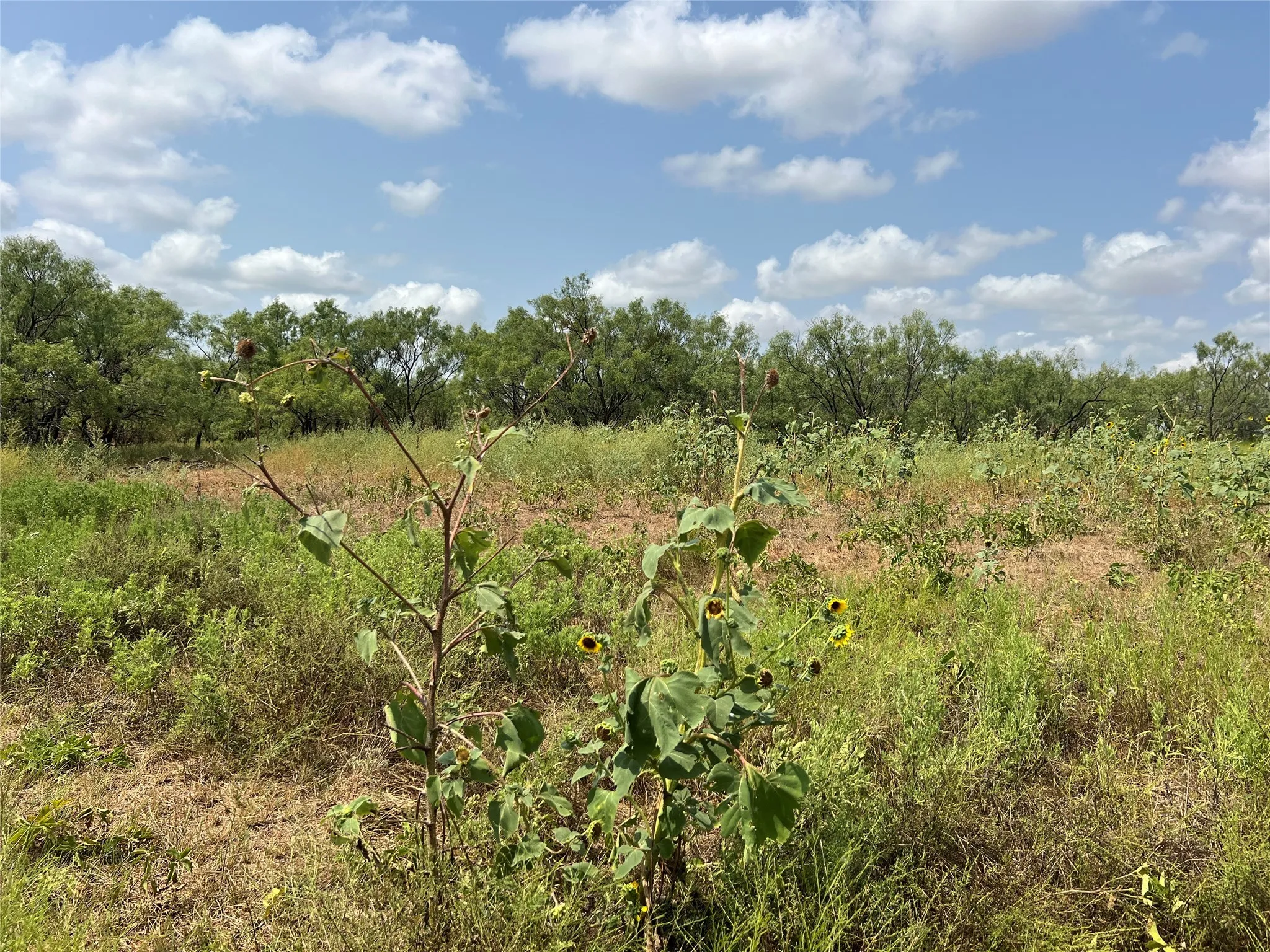 Unimproved Land For Sale in Taylor County , TBD FM 614, Ovalo, Texas 79541, 0, 0, Garage spaces, 0 Sqft, built in 0, Price $175,000, mls#21159240, Real Estate Agent in Ovalo, Homes For Sale in Taylor county, Homes For Sale in Ovalo, Realtor in Ovalo Texas, Real Estate Brokerage Independent Realty Texas, Luminita Cordes Realtor