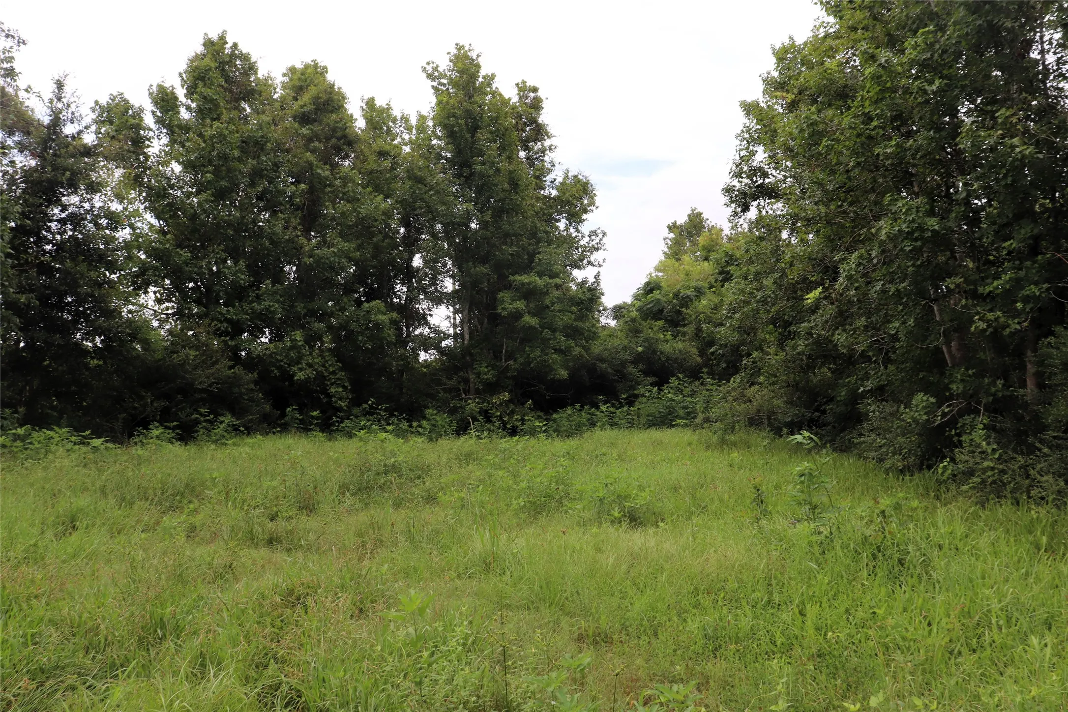 Unimproved Land For Sale in Liberty County , 127 County Road 190, Liberty, Texas 77575, 0, 0, Garage spaces, 0 Sqft, built in 0, mls#21156842, Real Estate Agent in Liberty, Homes For Sale in Liberty county, Homes For Sale in Liberty, Realtor in Liberty Texas, Real Estate Brokerage Independent Realty Texas, Luminita Cordes Realtor
