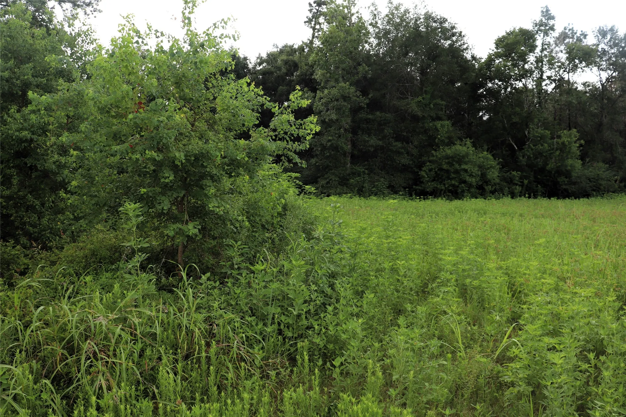Unimproved Land For Sale in Liberty County , 2.8 ac Hwy 90, Devers, Texas 77575, 0, 0, Garage spaces, 0 Sqft, built in 0, Price $174,500, mls#21156839, Real Estate Agent in Devers, Homes For Sale in Liberty county, Homes For Sale in Devers, Realtor in Devers Texas, Real Estate Brokerage Independent Realty Texas, Luminita Cordes Realtor