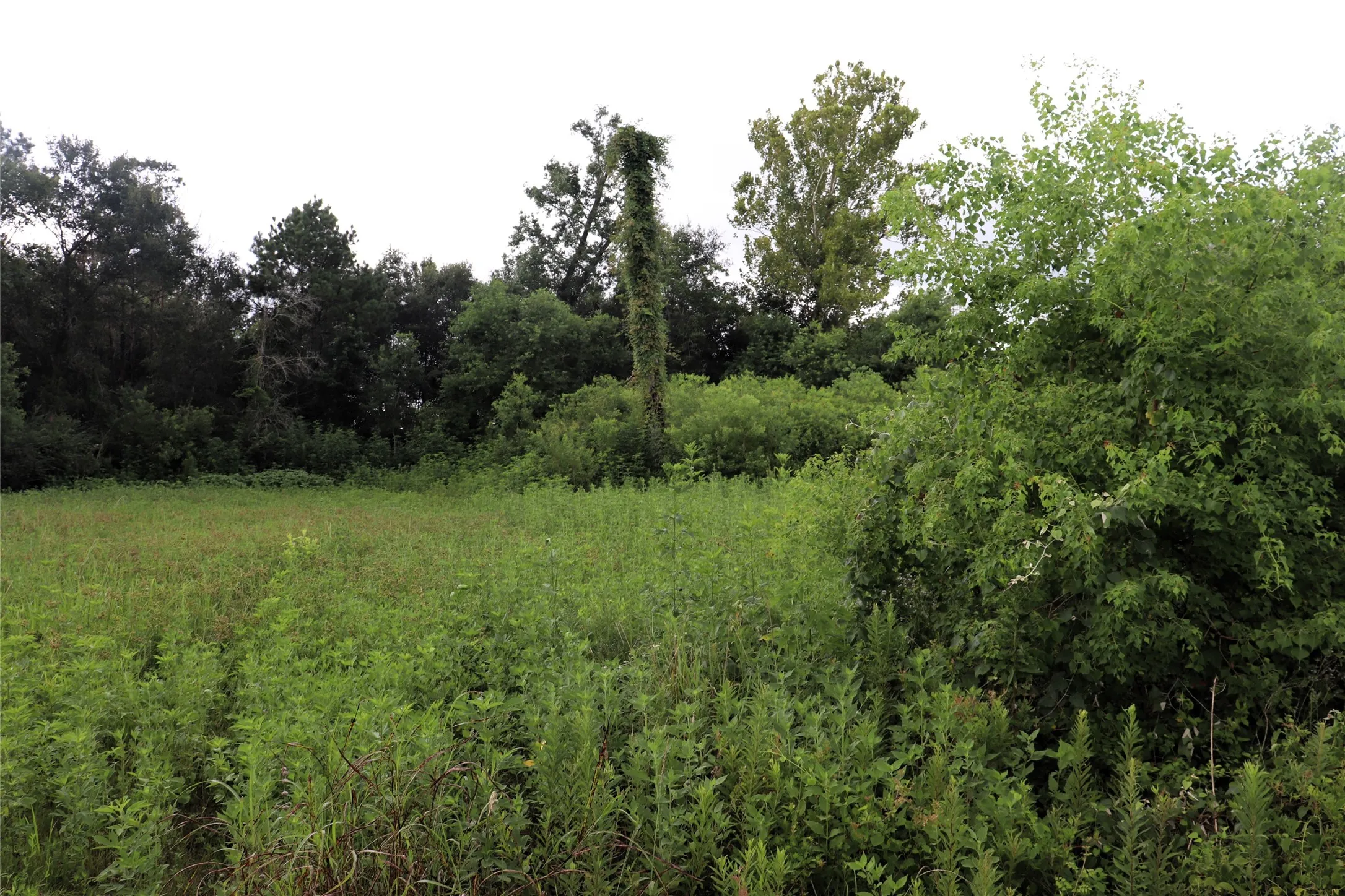 Unimproved Land For Sale in Liberty County , 2.8 ac Hwy 90, Devers, Texas 77575, 0, 0, Garage spaces, 0 Sqft, built in 0, Price $174,500, mls#21156839, Real Estate Agent in Devers, Homes For Sale in Liberty county, Homes For Sale in Devers, Realtor in Devers Texas, Real Estate Brokerage Independent Realty Texas, Luminita Cordes Realtor