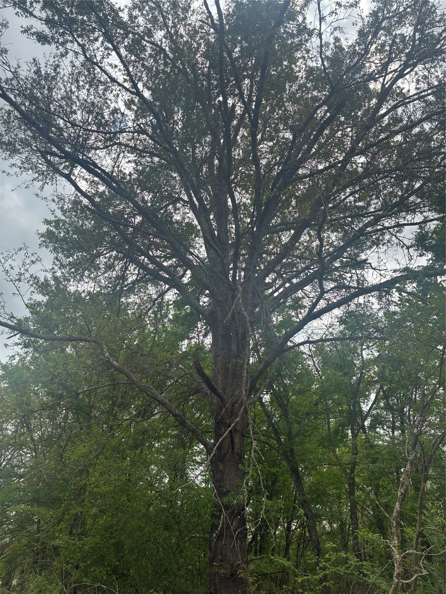 Unimproved Land For Sale in Franklin (TX) County , 1050 Highway 37, Talco, Texas 75487, 0, 0, Garage spaces, 0 Sqft, built in 0, mls#21160736, Real Estate Agent in Talco, Homes For Sale in Franklin (TX) county, Homes For Sale in Talco, Realtor in Talco Texas, Real Estate Brokerage Independent Realty Texas, Luminita Cordes Realtor