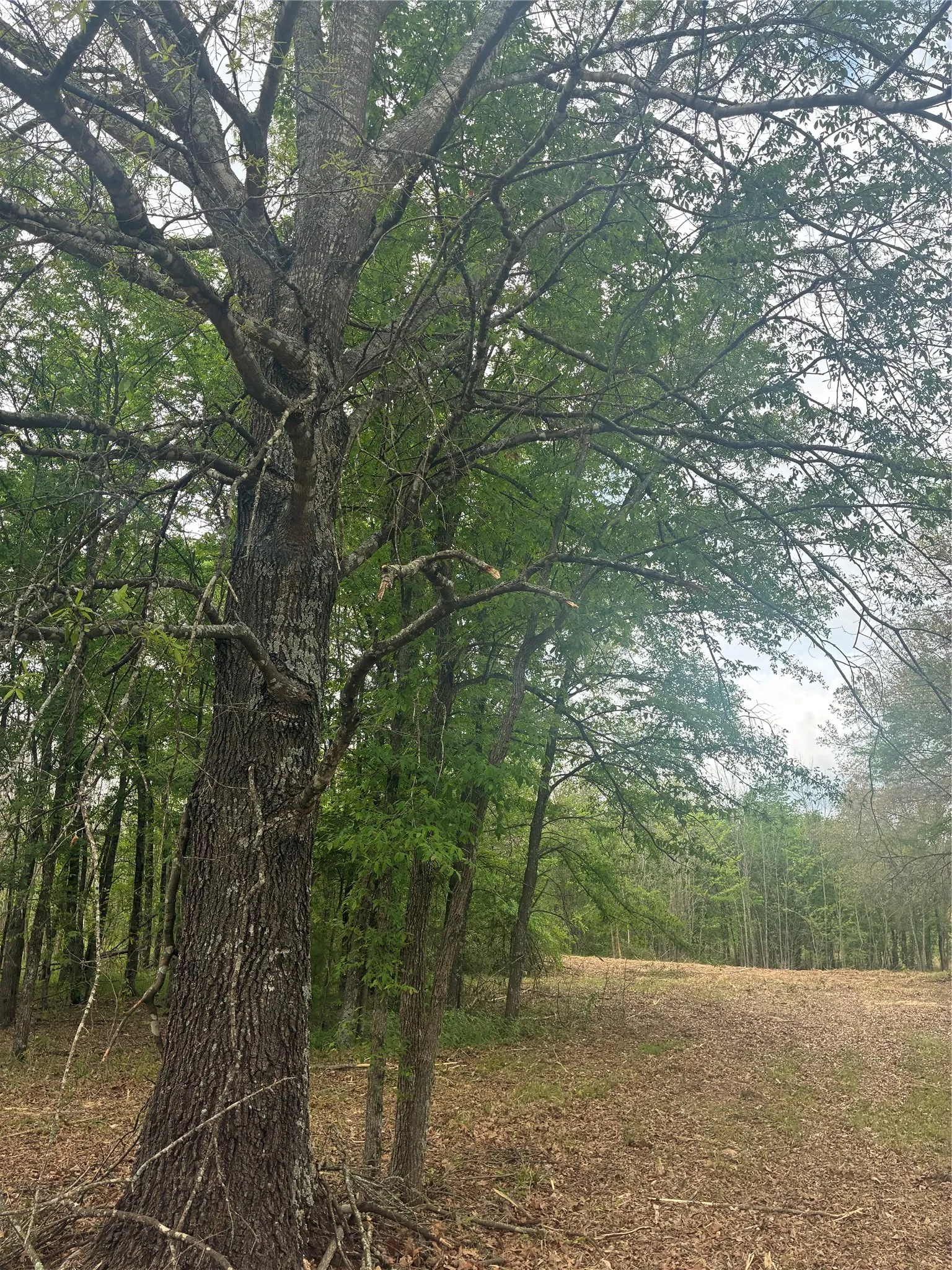 Unimproved Land For Sale in Franklin (TX) County , 1050 Highway 37, Talco, Texas 75487, 0, 0, Garage spaces, 0 Sqft, built in 0, mls#21160736, Real Estate Agent in Talco, Homes For Sale in Franklin (TX) county, Homes For Sale in Talco, Realtor in Talco Texas, Real Estate Brokerage Independent Realty Texas, Luminita Cordes Realtor