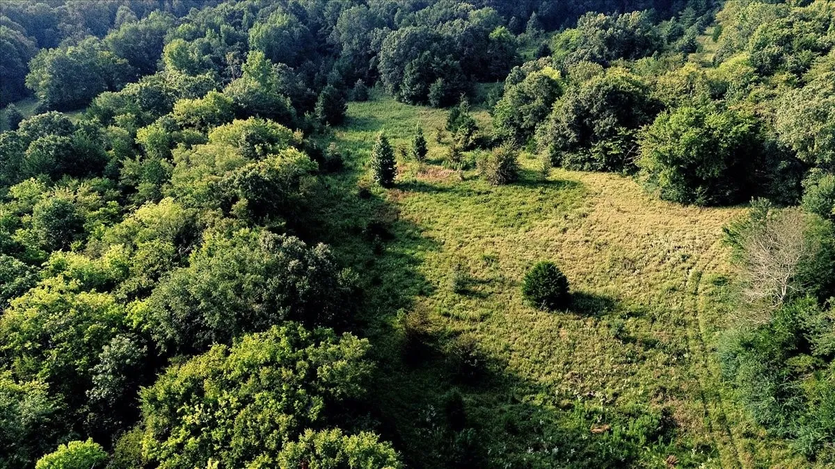 Unimproved Land For Sale in Smith County , TBD County Road 496, Lindale, Texas 75771, 0, 0, Garage spaces, 0 Sqft, built in 0, mls#21161027, Real Estate Agent in Lindale, Homes For Sale in Smith county, Homes For Sale in Lindale, Realtor in Lindale Texas, Real Estate Brokerage Independent Realty Texas, Luminita Cordes Realtor