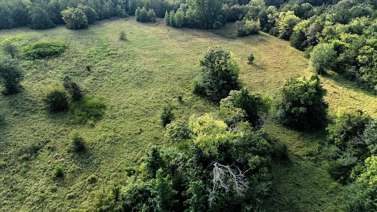 Unimproved Land For Sale in Smith County , TBD County Road 496, Lindale, Texas 75771, 0, 0, Garage spaces, 0 Sqft, built in 0, mls#21161027, Real Estate Agent in Lindale, Homes For Sale in Smith county, Homes For Sale in Lindale, Realtor in Lindale Texas, Real Estate Brokerage Independent Realty Texas, Luminita Cordes Realtor