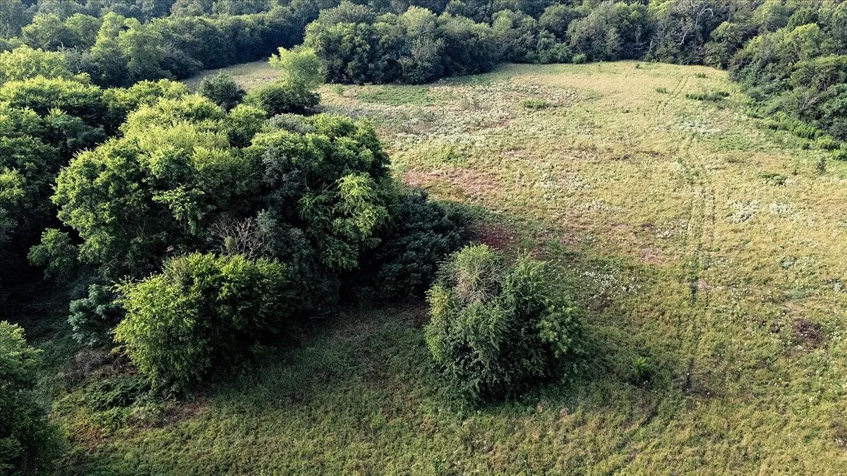 Unimproved Land For Sale in Smith County , TBD County Road 496, Lindale, Texas 75771, 0, 0, Garage spaces, 0 Sqft, built in 0, mls#21161027, Real Estate Agent in Lindale, Homes For Sale in Smith county, Homes For Sale in Lindale, Realtor in Lindale Texas, Real Estate Brokerage Independent Realty Texas, Luminita Cordes Realtor