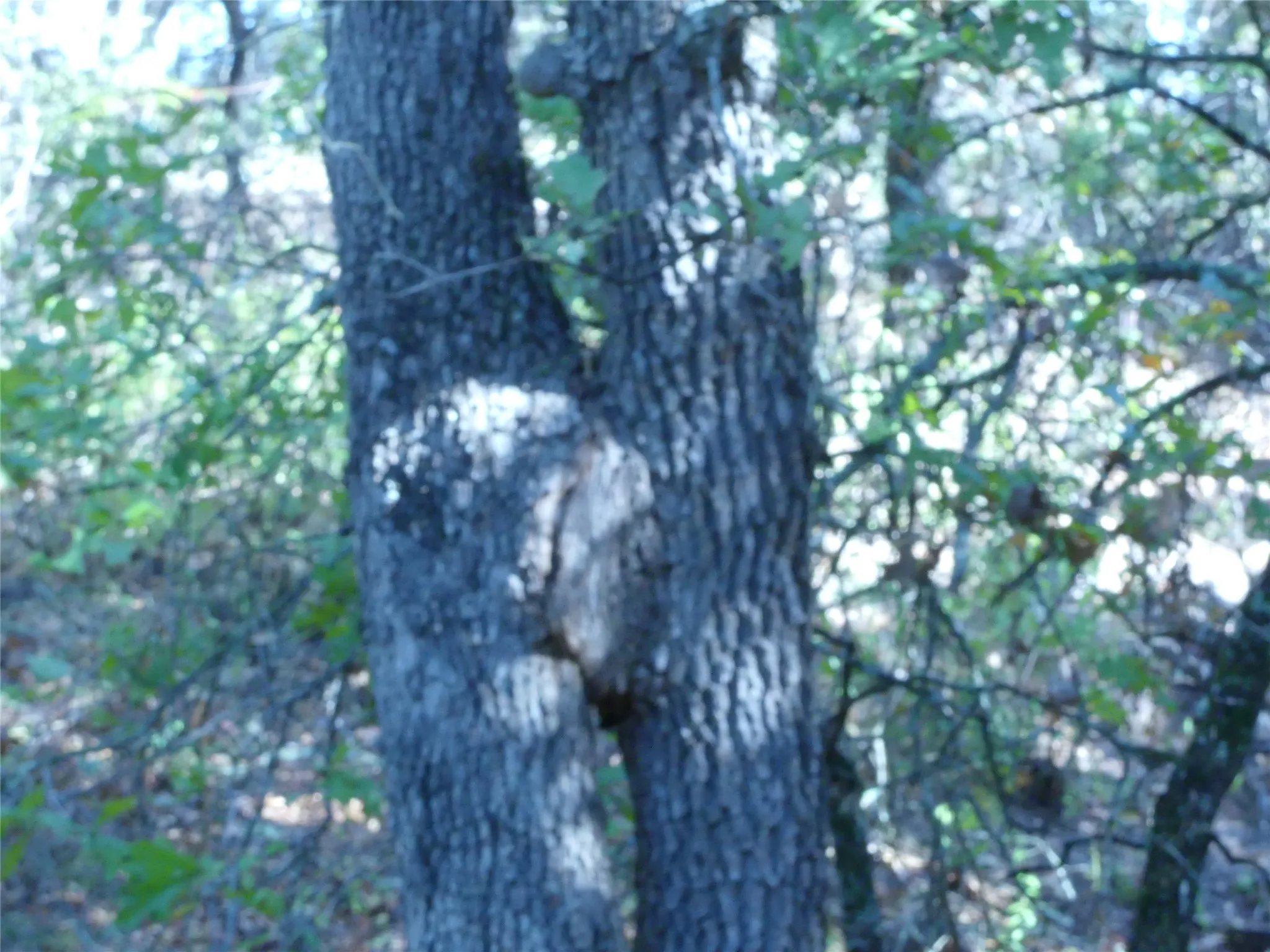 View of local wilderness