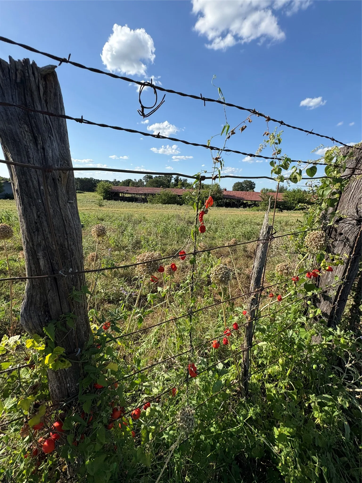 Improved Land For Sale in Falls County , 101 County Road 101, Marlin, Texas 76661, 0, 0, Garage spaces, 0 Sqft, built in 0, Price $205,000, mls#21162022, Real Estate Agent in Marlin, Homes For Sale in Falls county, Homes For Sale in Marlin, Realtor in Marlin Texas, Real Estate Brokerage Independent Realty Texas, Luminita Cordes Realtor