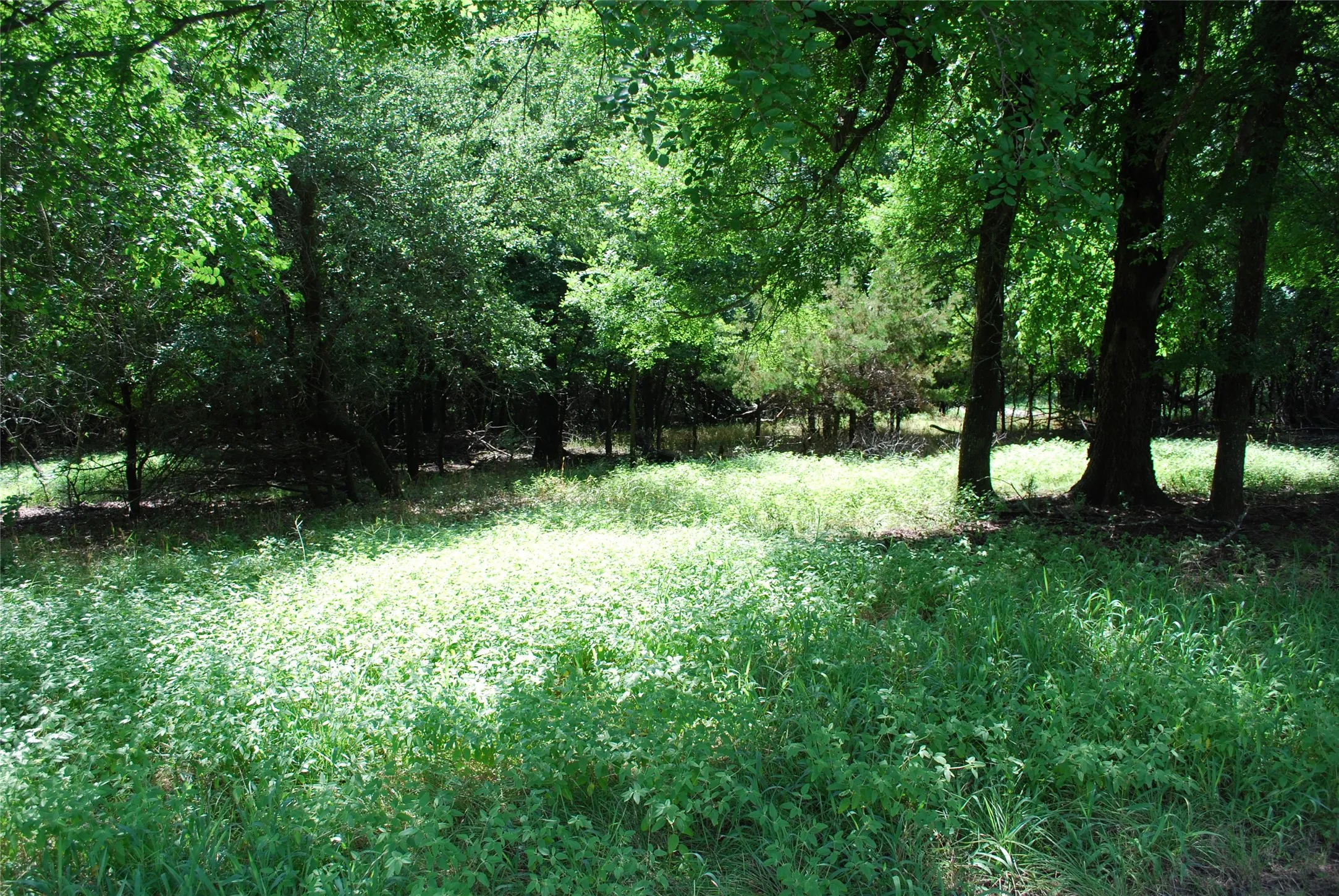 Unimproved Land For Sale in Hill County , 15013 Golf Drive, Whitney, Texas 76692, 0, 0, Garage spaces, 0 Sqft, built in 0, Price $10,000, mls#21161108, Real Estate Agent in Whitney, Homes For Sale in Hill county, Homes For Sale in Whitney, Realtor in Whitney Texas, Real Estate Brokerage Independent Realty Texas, Luminita Cordes Realtor
