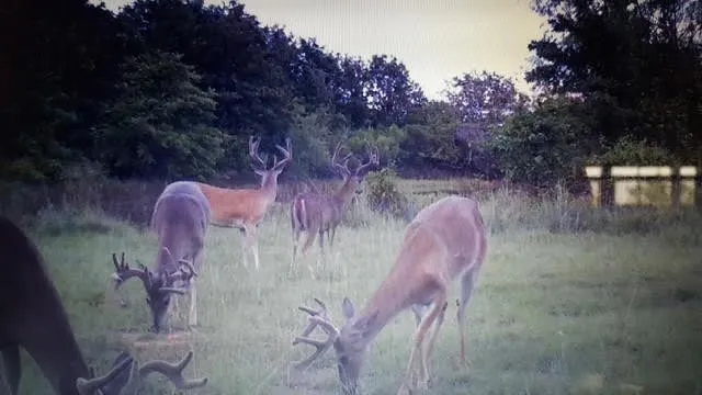 Unimproved Land For Sale in Parker County , 000 Turpin Lake Road, Poolville, Texas 76487, 0, 0, Garage spaces, 0 Sqft, built in 0, Price $756,000, mls#21161935, Real Estate Agent in Poolville, Homes For Sale in Parker county, Homes For Sale in Poolville, Realtor in Poolville Texas, Real Estate Brokerage Independent Realty Texas, Luminita Cordes Realtor