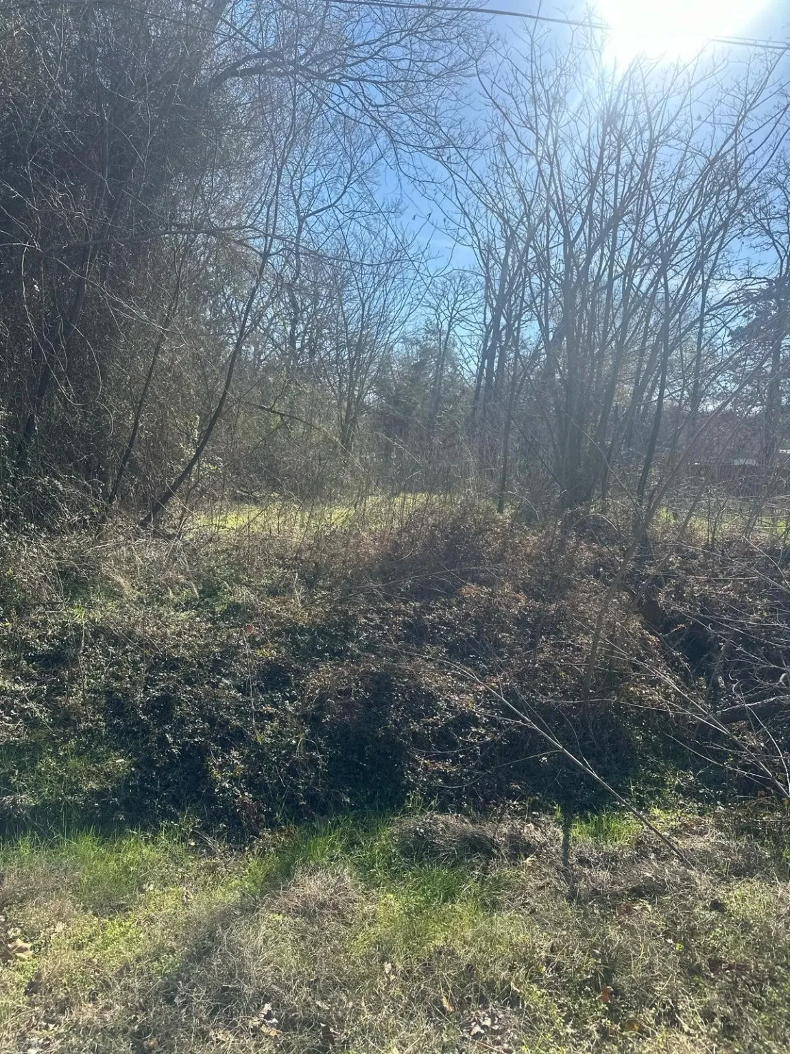 View of nature