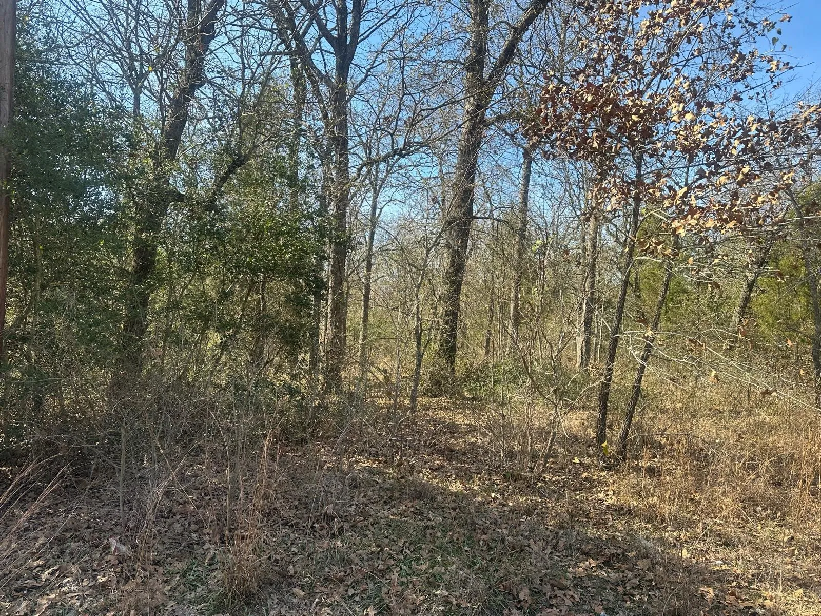 View of wooded area