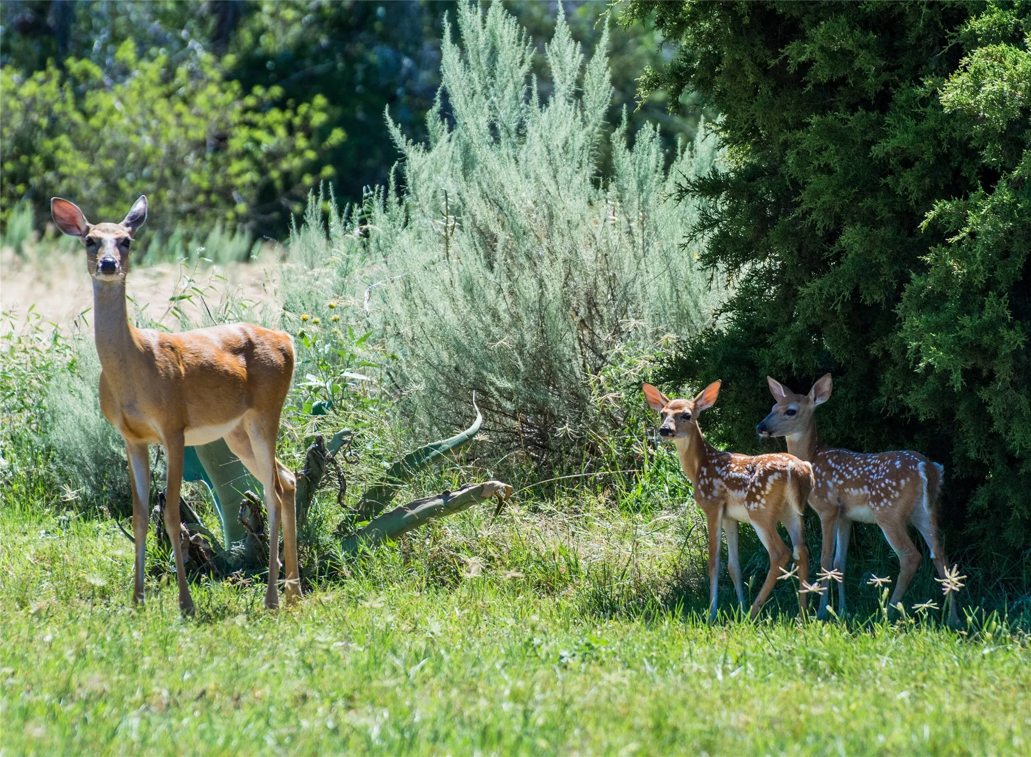 Deer are frequently spotted. Be careful driving and dawn and dusk as they cross the roads.