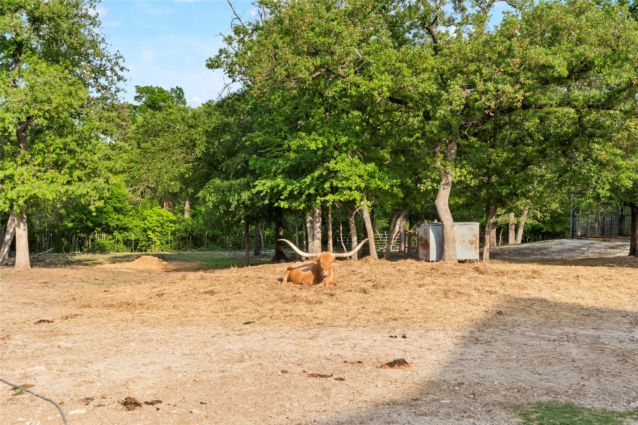 Longhorns on site