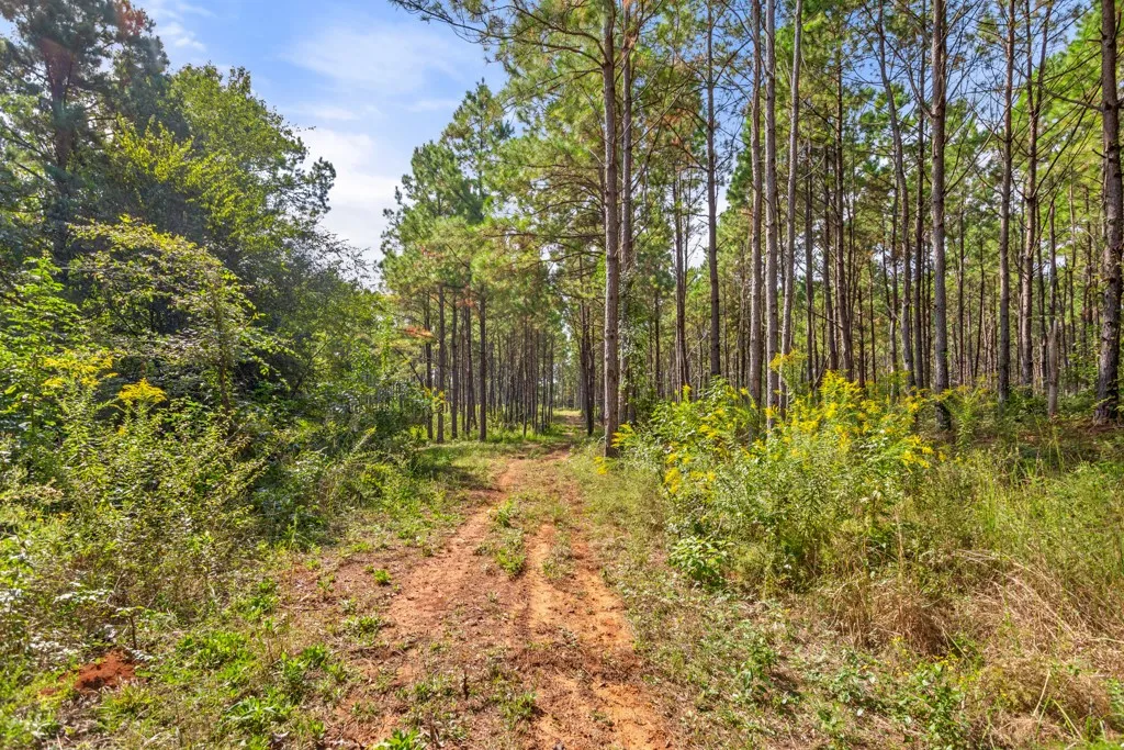 Improved Land For Sale in Smith County , 5379 CR 385, Tyler, Texas 75708, 0, 0, Garage spaces, 0 Sqft, built in 0, mls#21163737, Real Estate Agent in Tyler, Homes For Sale in Smith county, Homes For Sale in Tyler, Realtor in Tyler Texas, Real Estate Brokerage Independent Realty Texas, Luminita Cordes Realtor